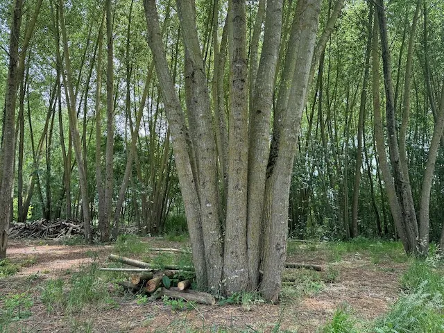 Terrain de loisirs en bord de rivière à Ste Hermine - Calme et arboré 