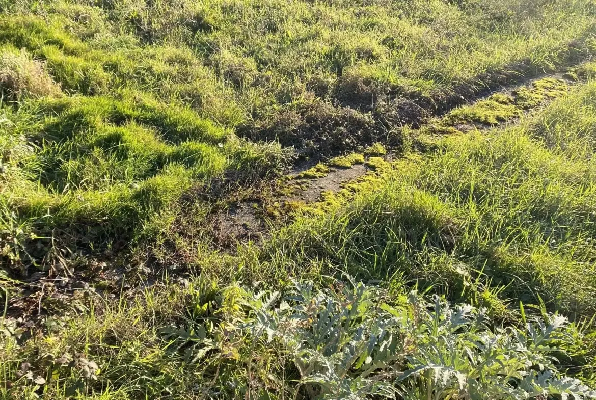 Maison neuve T4 à Villefranche de Lauragais sur terrain de 1100 m² 