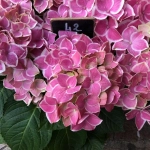 Fonds de commerce de fleurs traditionnelles à Paris 11ème - Opportunité à saisir