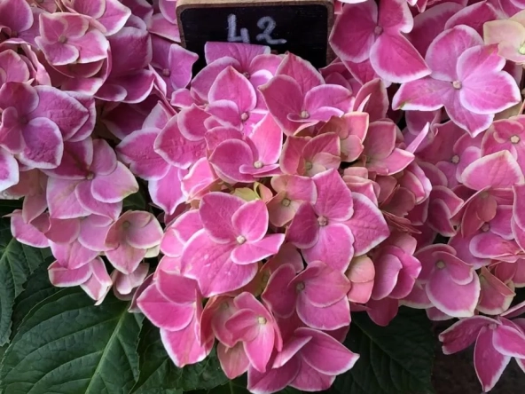 Fonds de commerce de fleurs traditionnelles à Paris 11ème - Opportunité à saisir