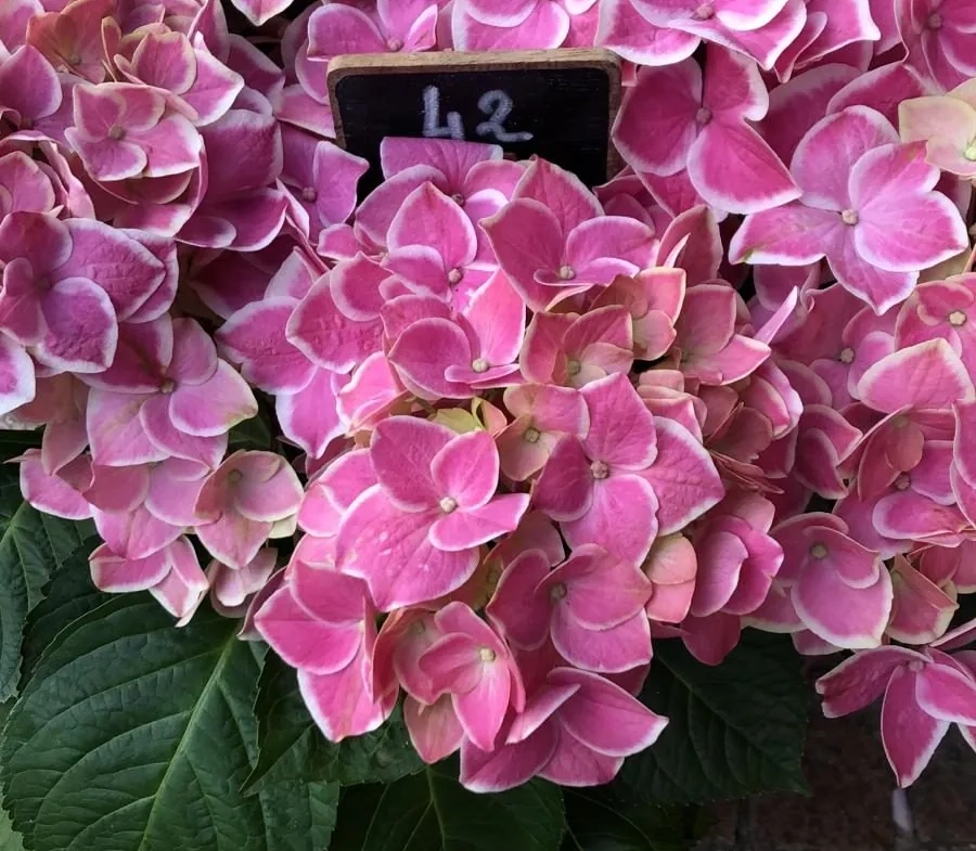 Fonds de commerce de fleurs traditionnelles à Paris 11ème - Opportunité à saisir 