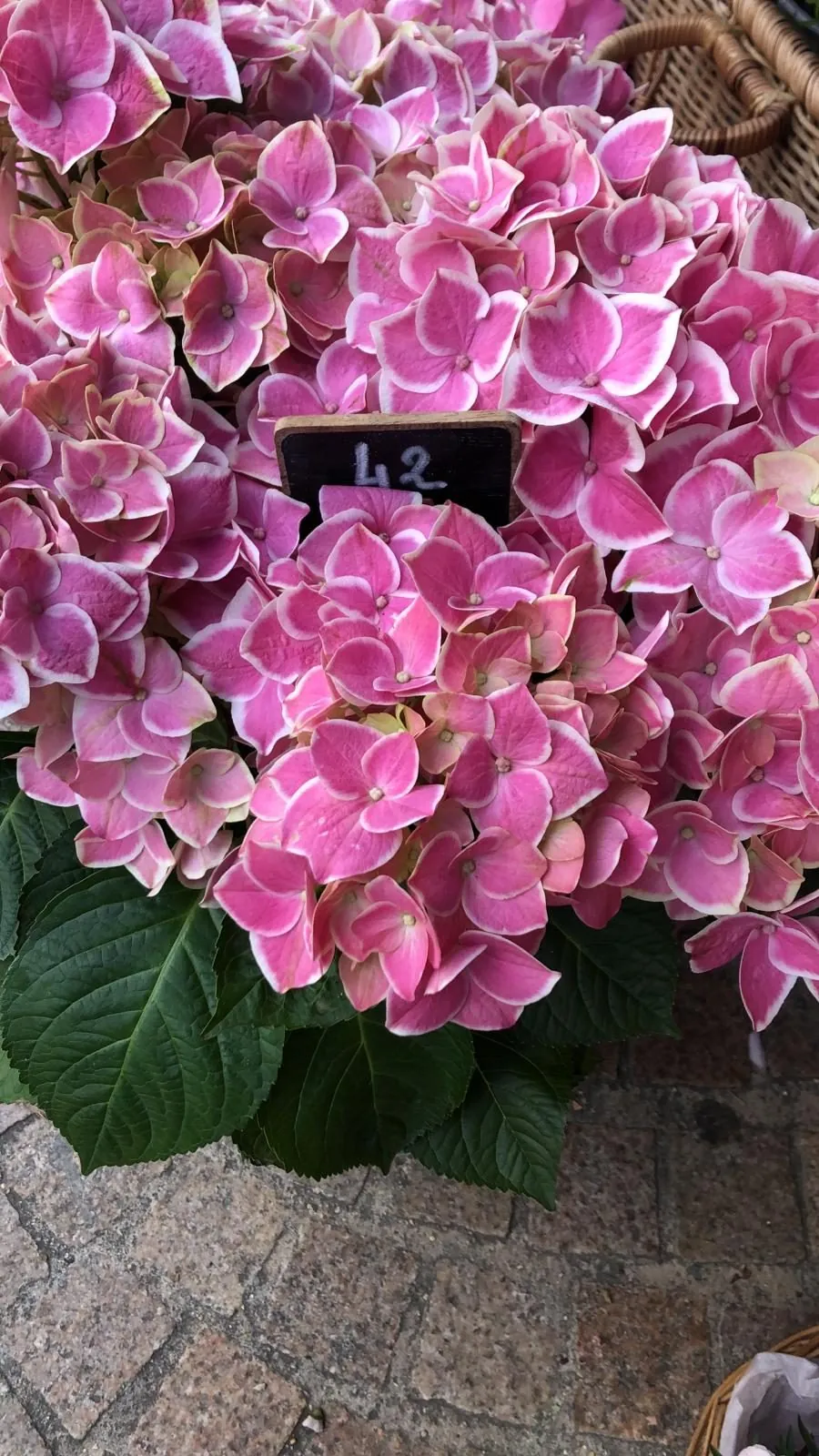 Fonds de commerce de fleurs traditionnelles à Paris 11ème - Opportunité à saisir 