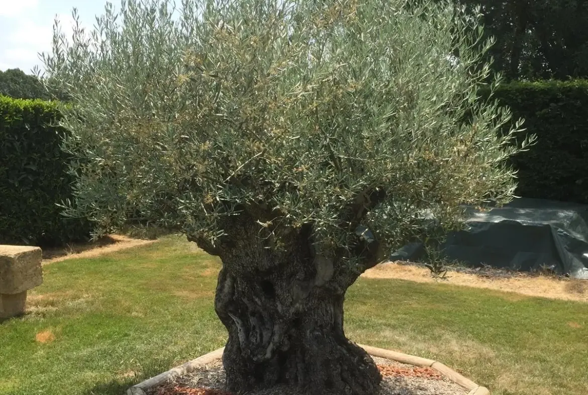 Belle maison avec piscine et grand jardin à La Motte Saint-Jean 