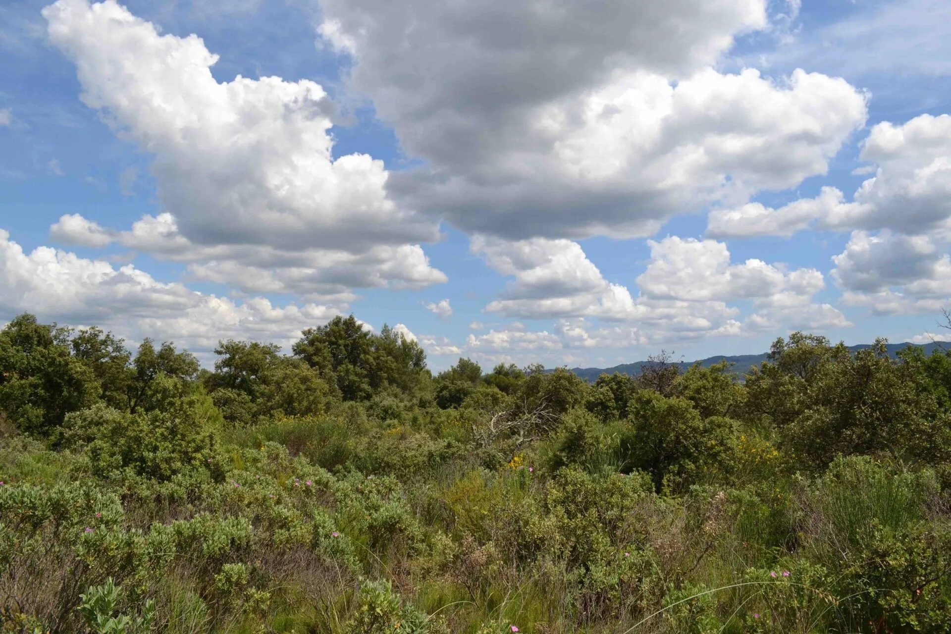 Terrain constructible à Puget de 1165 m² à vendre - Non viabilisé 