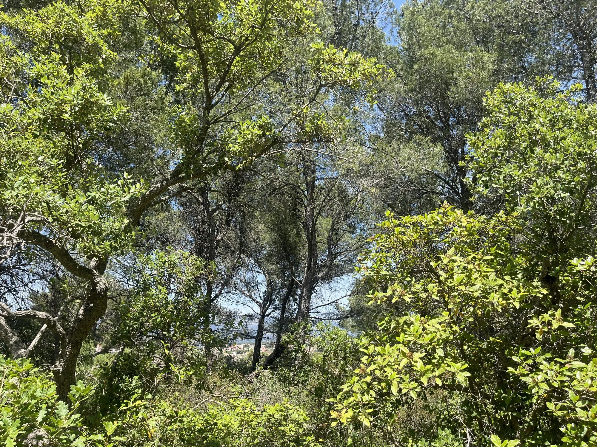 Terrain en zone naturelle forêt à vendre à Six-Fours-les-Plages 