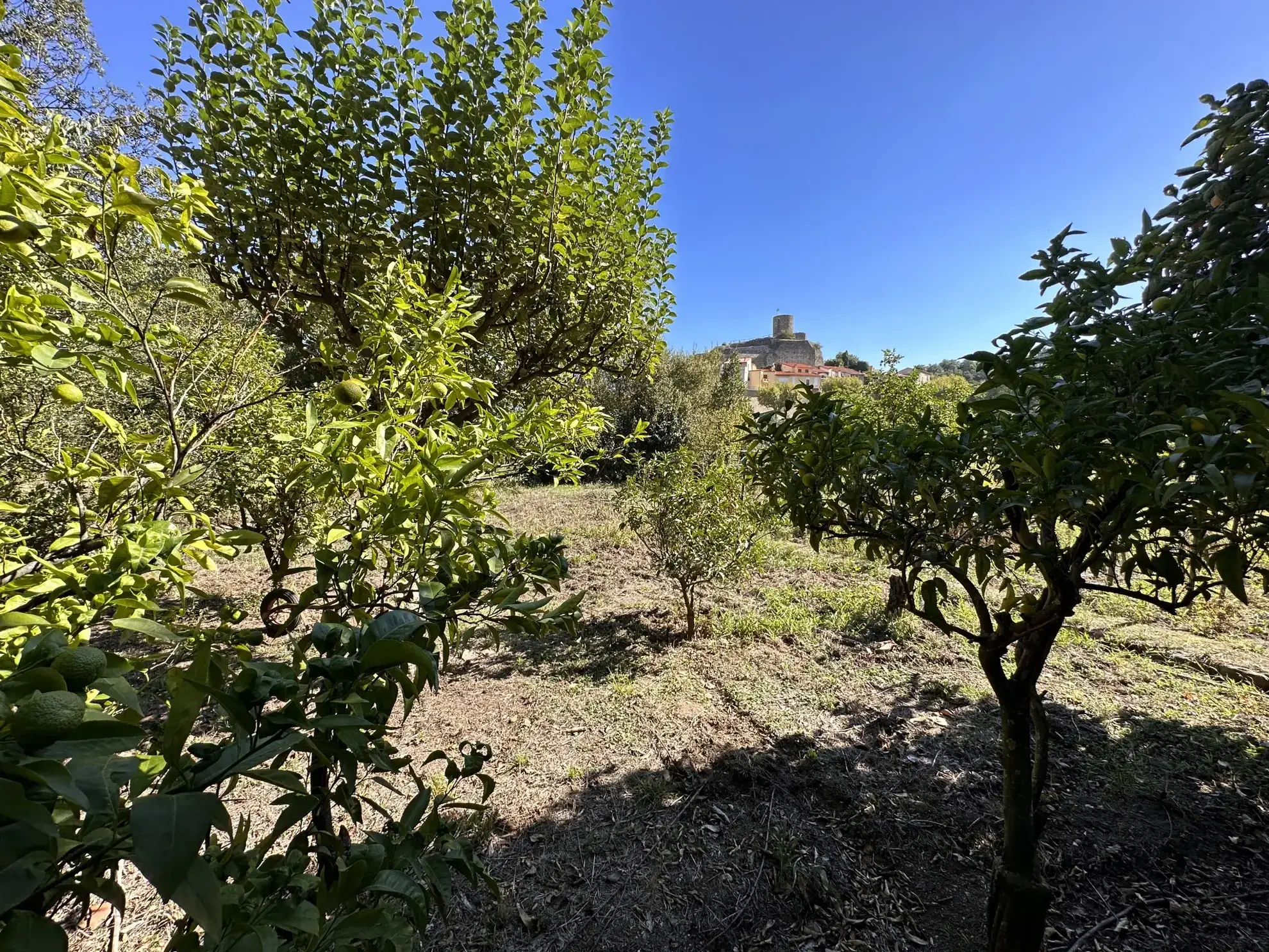 Terrain de loisir avec vue à Laroque des Albères - Spacieux et arboré