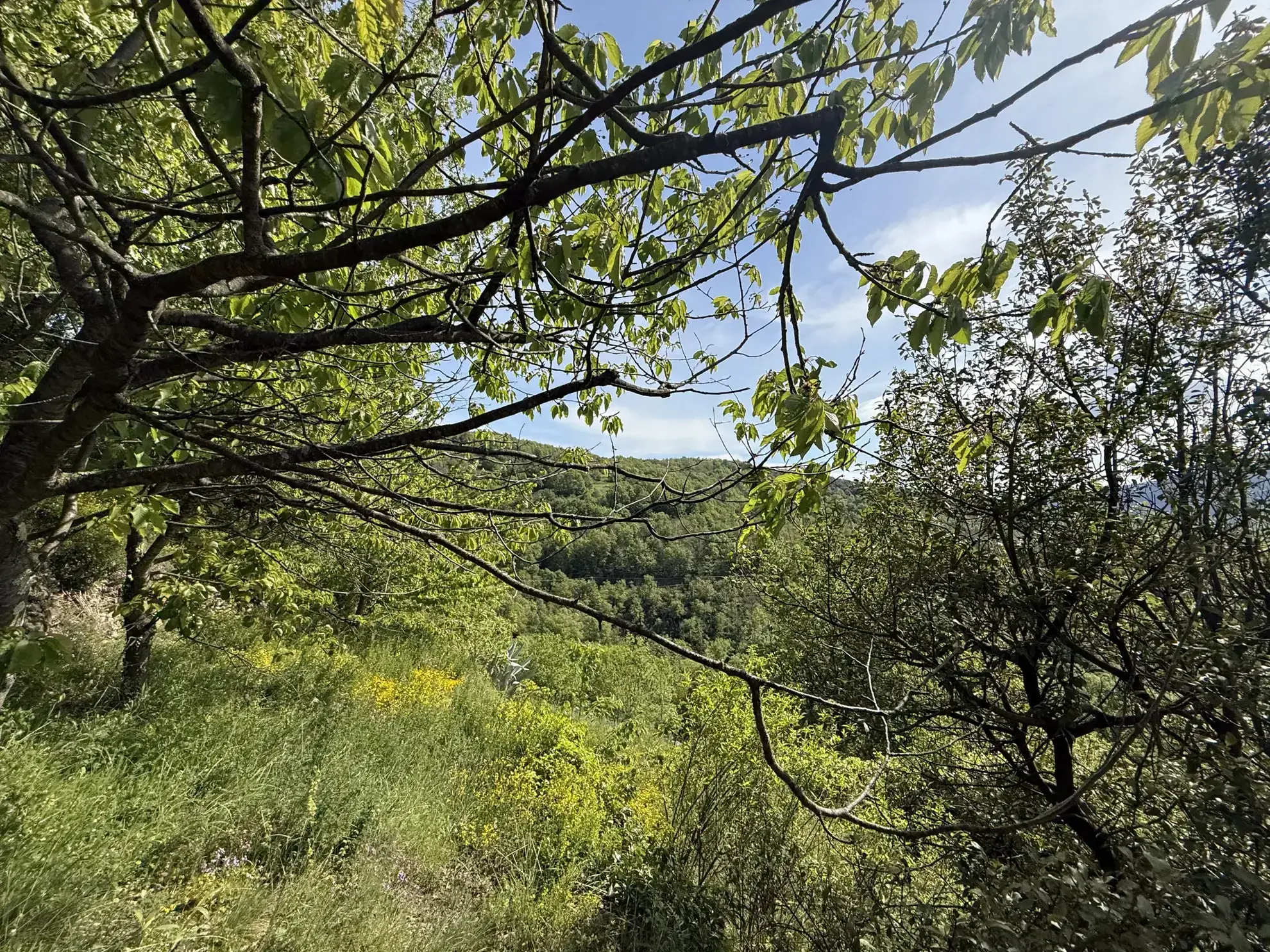 Maison lumineuse orientée plein sud avec terrasse et terrain arboré à Montferrer 