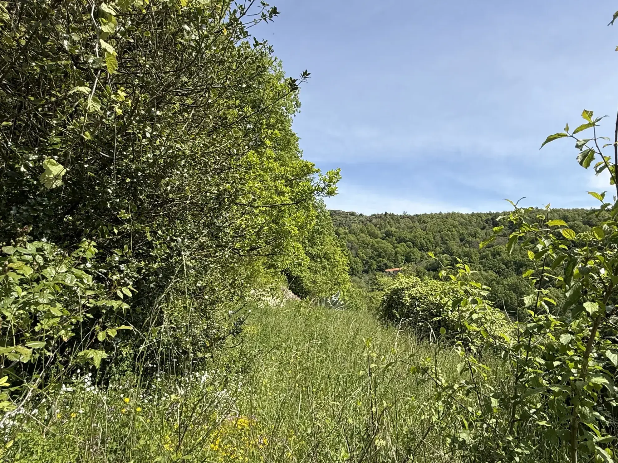 Maison lumineuse orientée plein sud avec terrasse et terrain arboré à Montferrer 