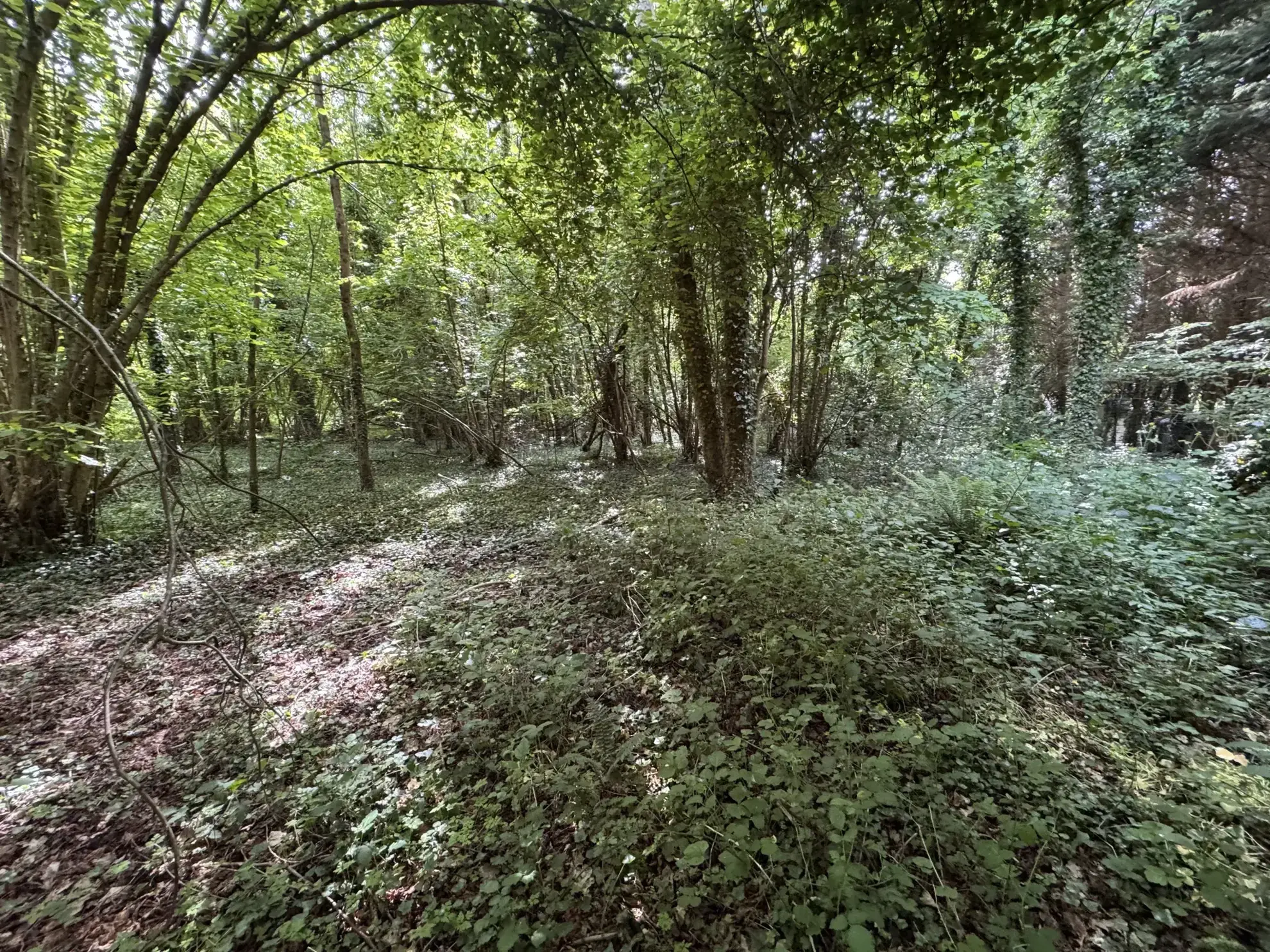 Terrain boisé non constructible de 4500 m² à Beuzeville, calme et sans nuisances 