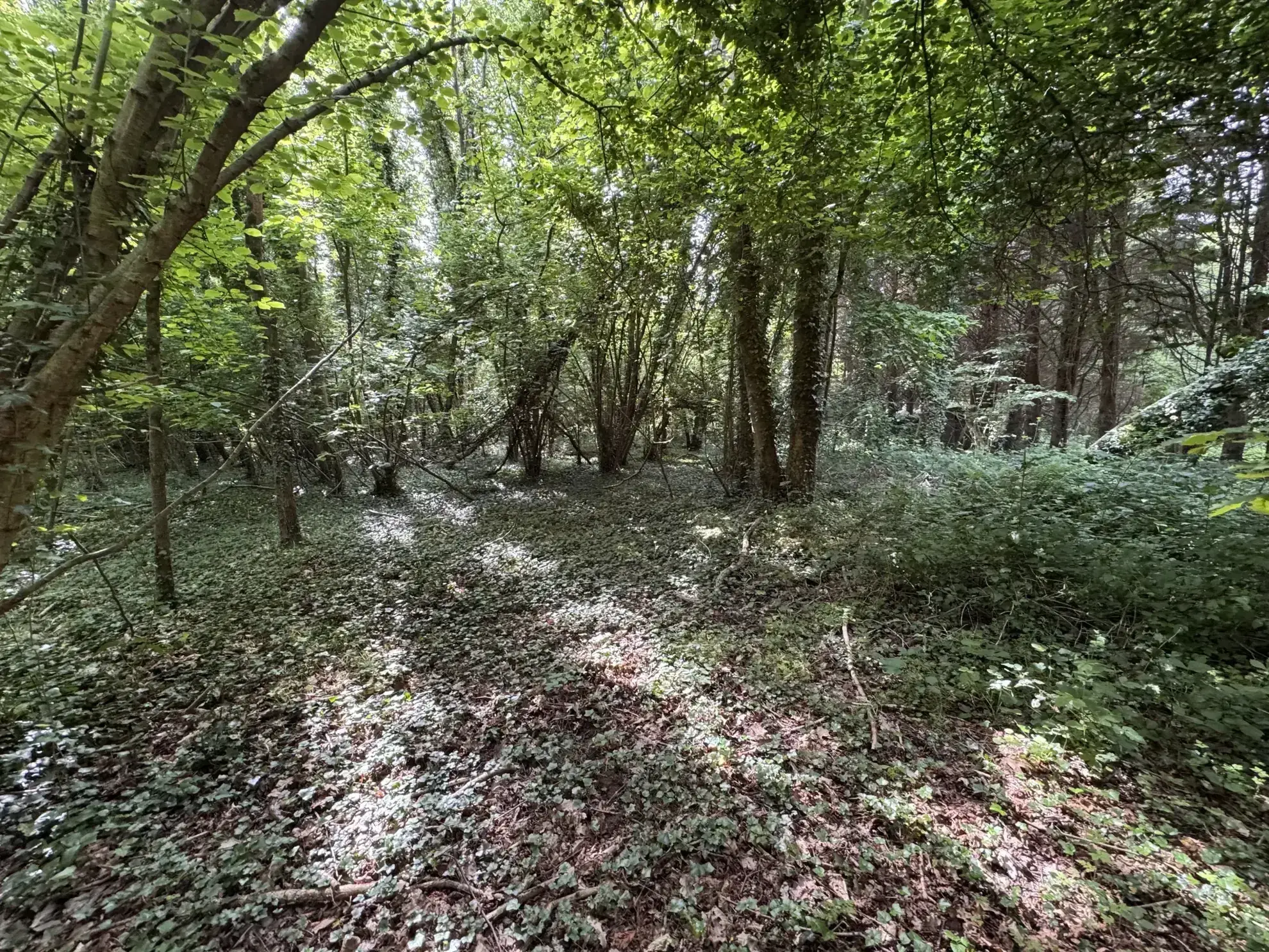 Terrain boisé non constructible de 4500 m² à Beuzeville, calme et sans nuisances 