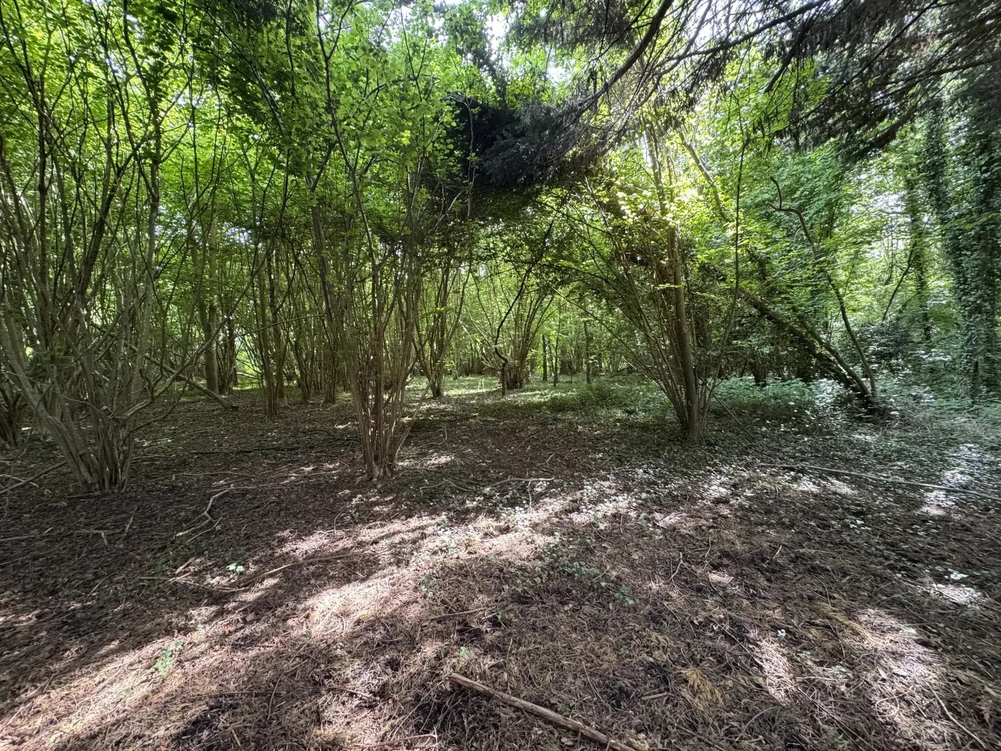 Terrain boisé non constructible de 4500 m² à Beuzeville, calme et sans nuisances 