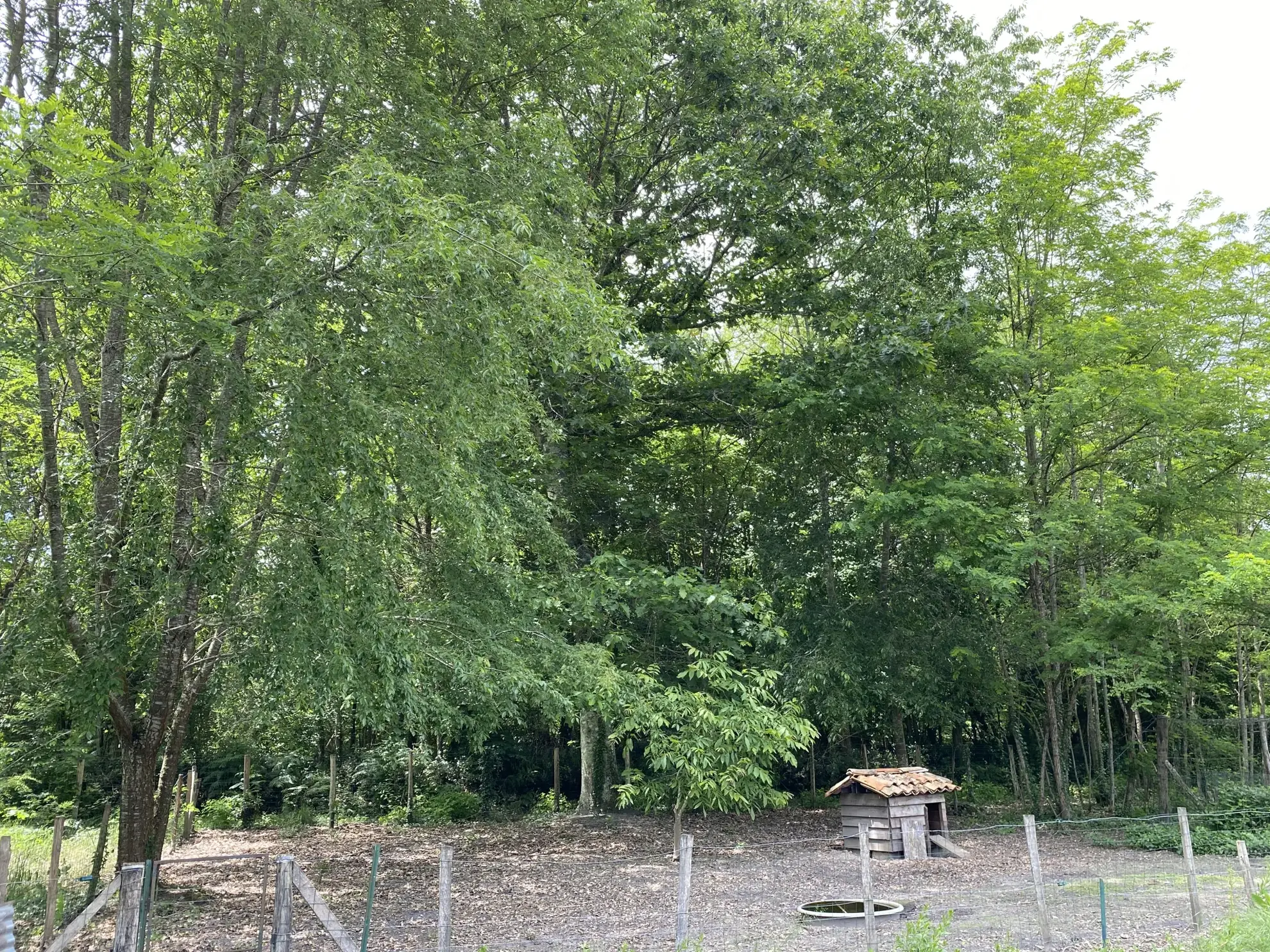 Maison à vendre à 10 km de Langon, au cœur de la forêt dans le Sauternais 