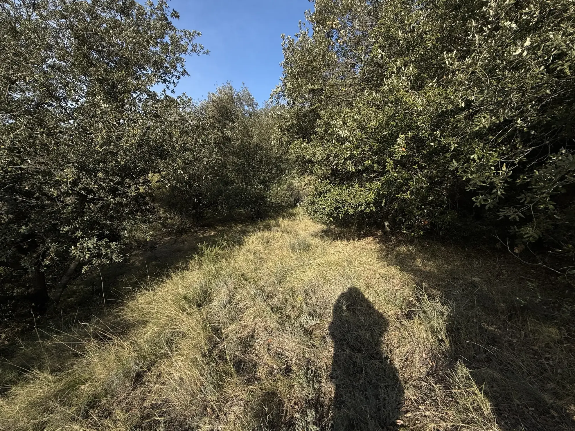 Terrain forestier à vendre à Amélie-les-Bains-Palalda, calme et idéal pour loisirs 