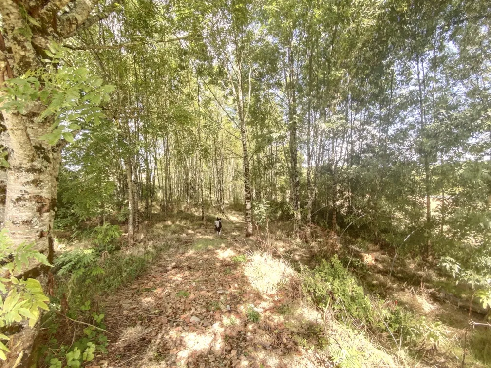 Belle maison en pierre avec grange et terrain arboré en Dordogne 