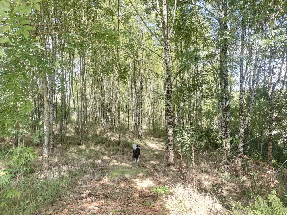 Belle maison en pierre avec grange et terrain arboré en Dordogne 