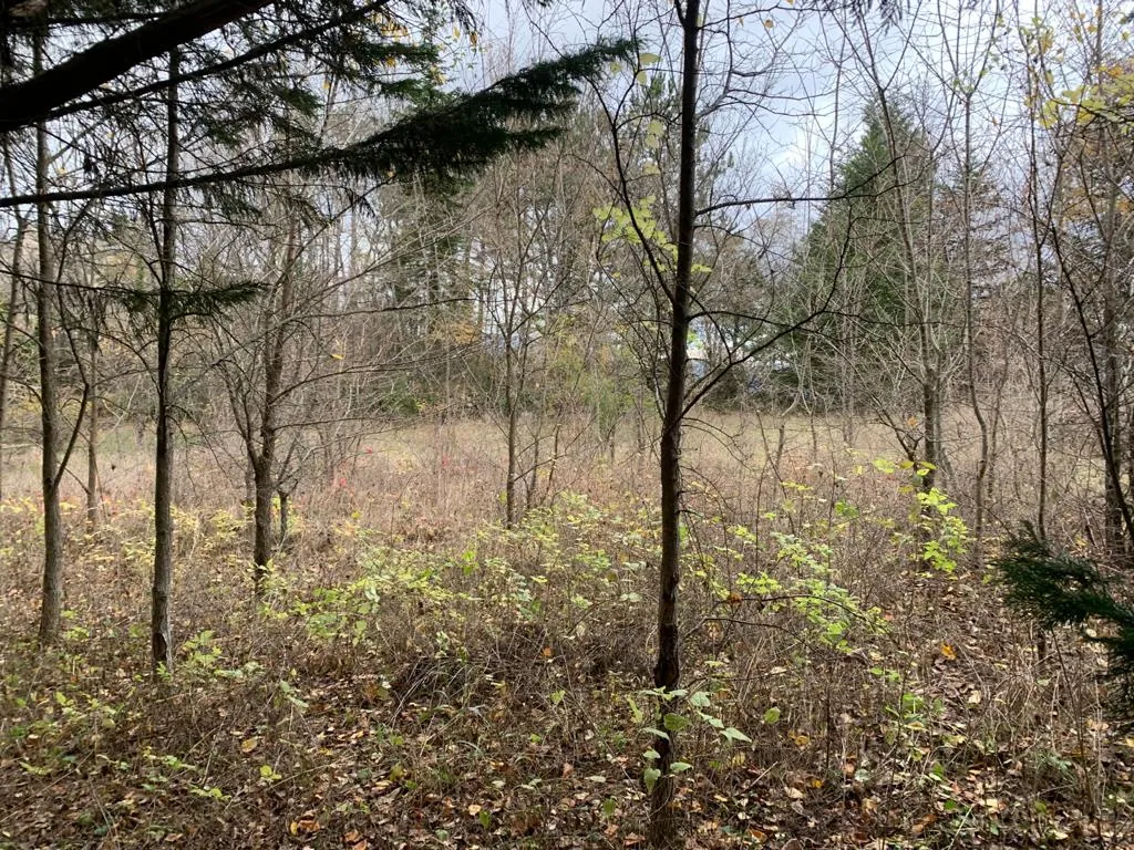 Magnifique terrain constructible arboré de 2550 m² à Montdardier 