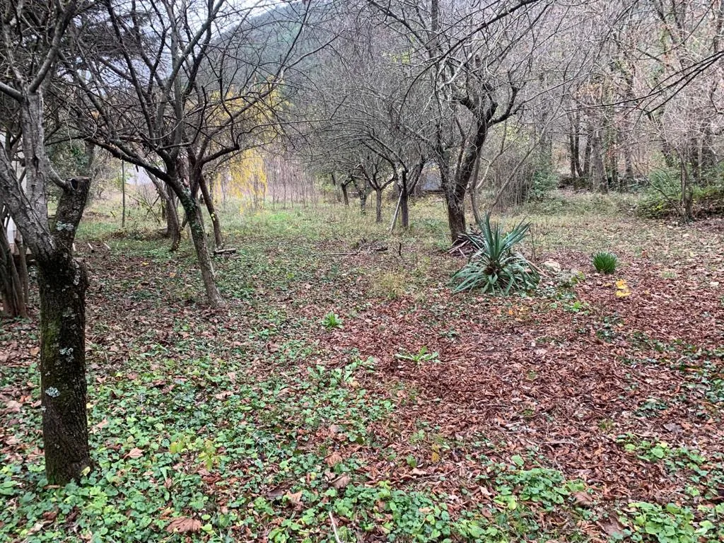 Magnifique terrain constructible arboré de 2550 m² à Montdardier 