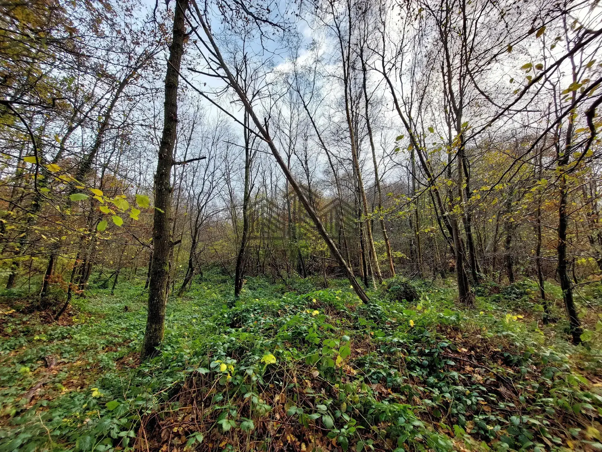 Parcelle de forêt à vendre à Venon - 7 281 m² dans un environnement boisé 