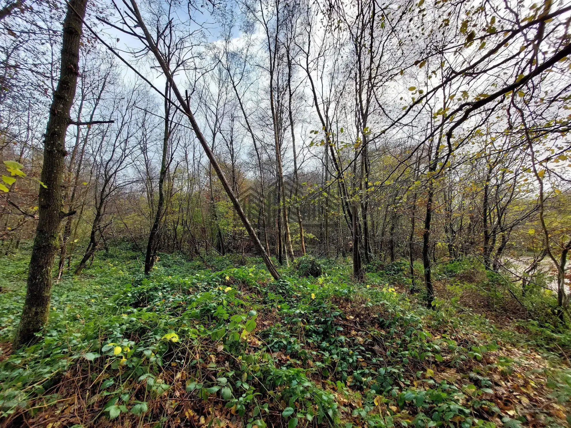 Parcelle de forêt à vendre à Venon - 7 281 m² dans un environnement boisé