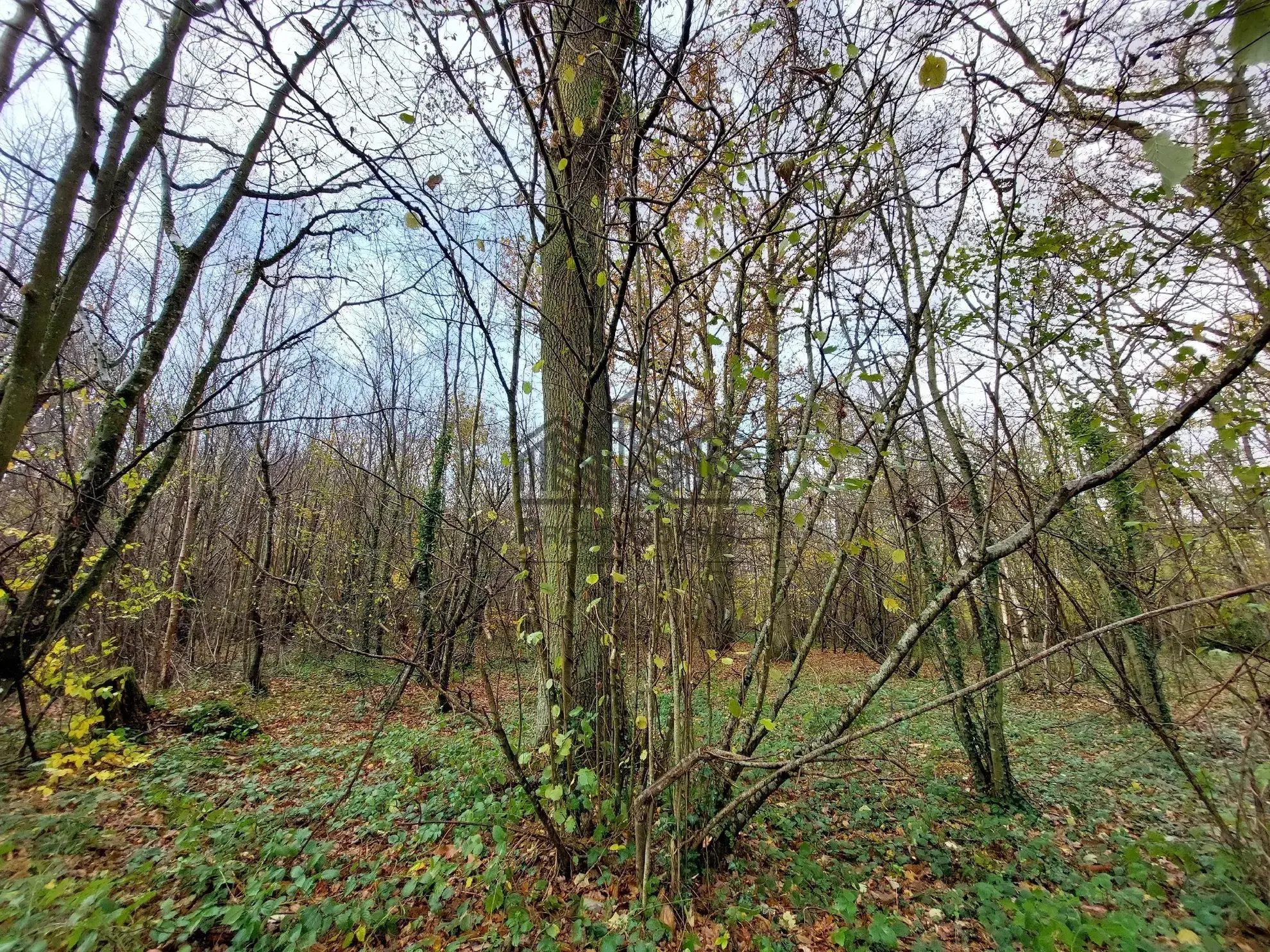 Parcelle de forêt à vendre à Venon - 7 281 m² dans un environnement boisé 