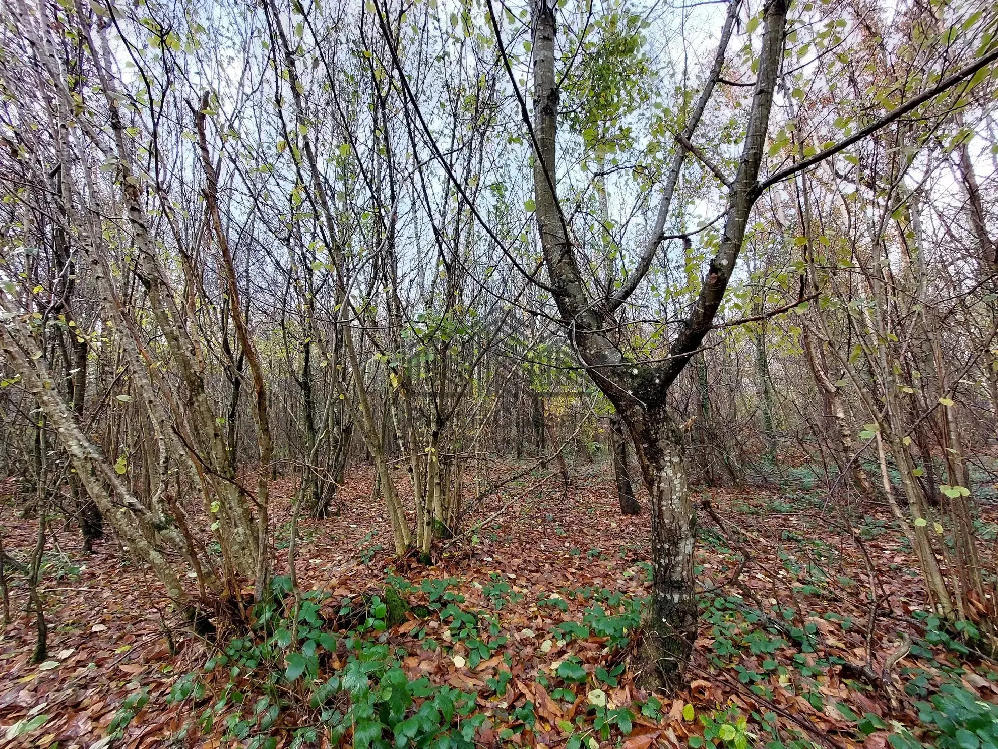 Parcelle de forêt à vendre à Venon - 7 281 m² dans un environnement boisé 