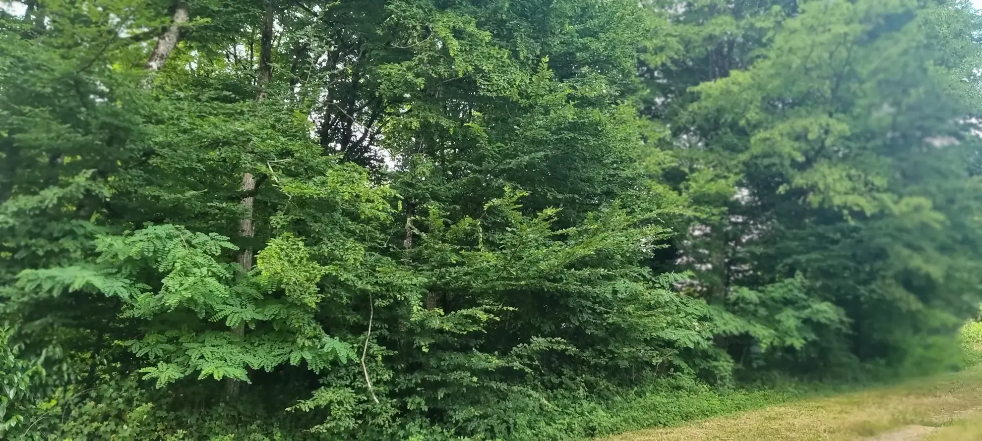 Terrain constructible boisé à La Selle-en-Hermoy (45210) — Idéal pour votre maison neuve 