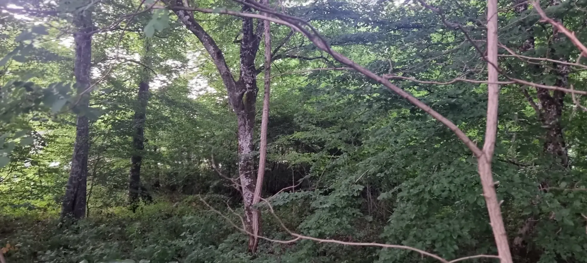 Terrain constructible boisé à La Selle-en-Hermoy (45210) — Idéal pour votre maison neuve 