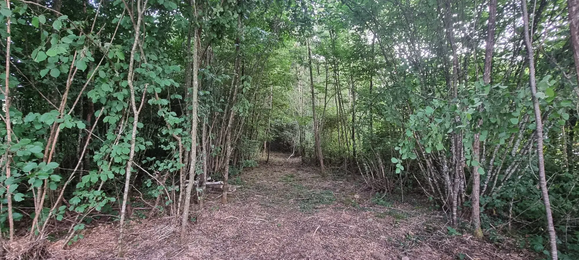 Terrain constructible boisé à La Selle-en-Hermoy (45210) — Idéal pour votre maison neuve 