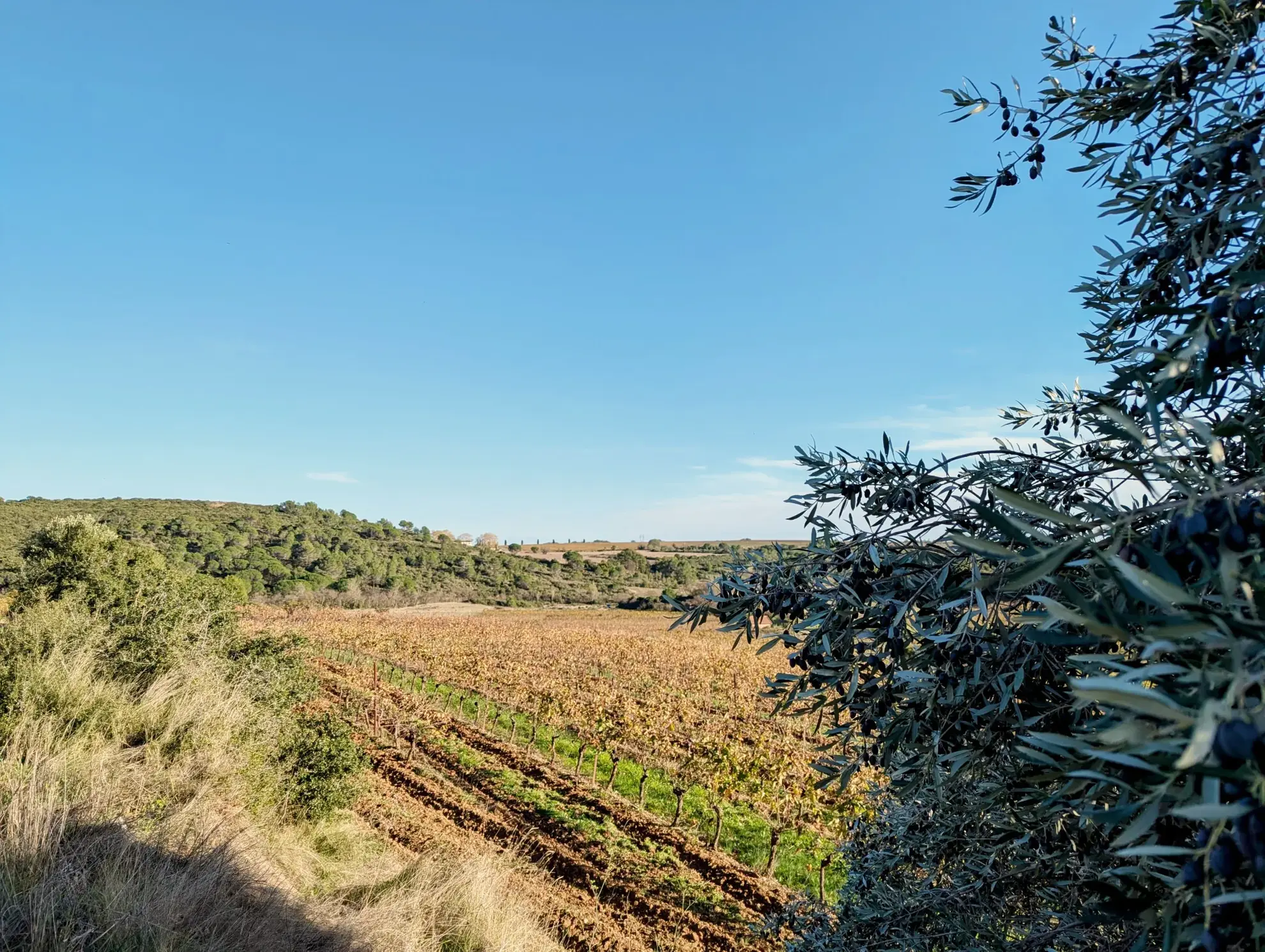 Terrain agricole avec puits à Murviel-les-Béziers de 4950 m² 