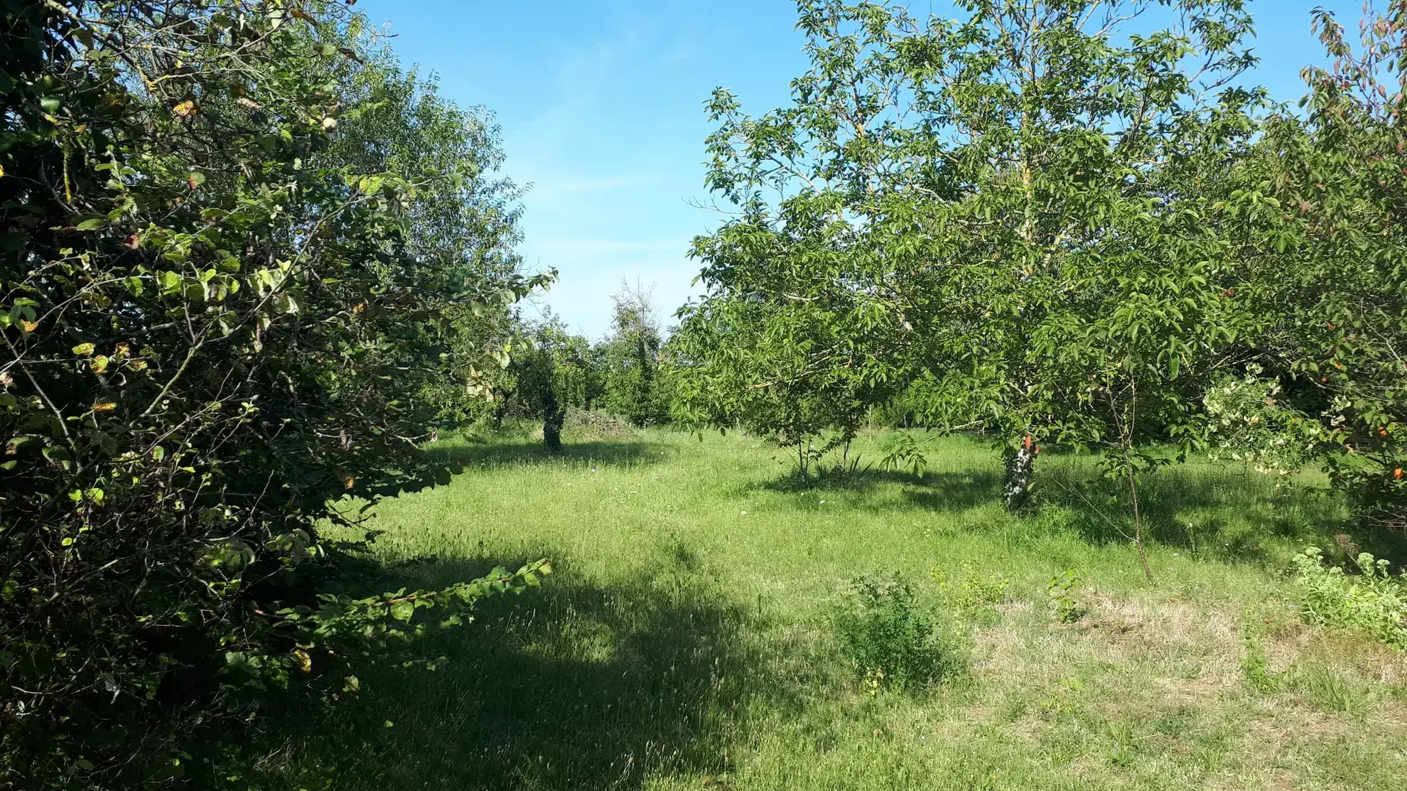 Belle maison avec annexe sur 5000 m² de terrain à Les Ormes (86) 