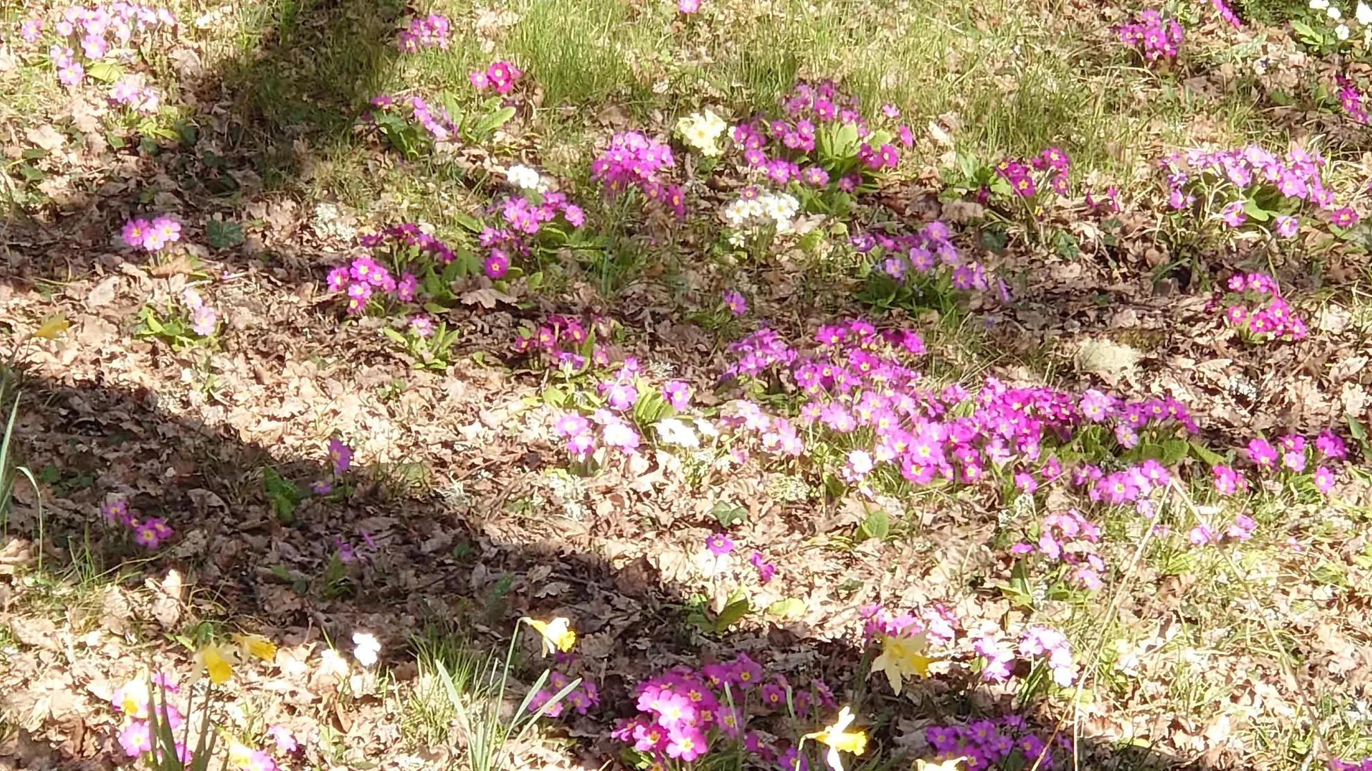 Maison en pierre avec terrain arboré et terrasse à Boissieres (46150) 