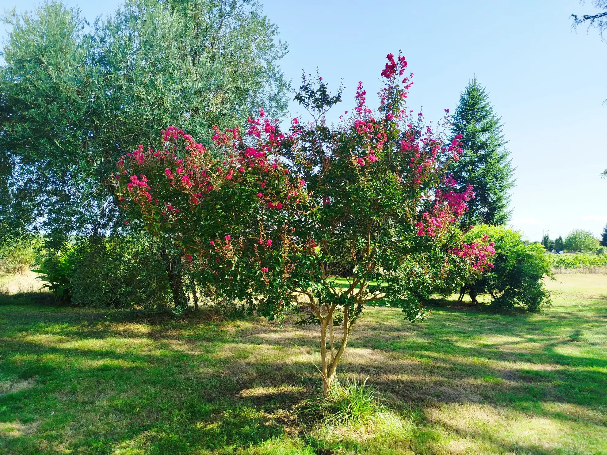 Belle longère en pierre avec jardin de 3495 m² à Soussac, Gironde 