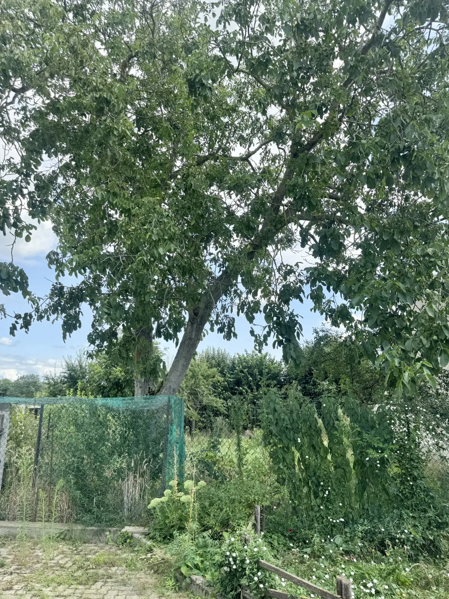 Vente de deux maisons et terrain constructible à Guebwiller, secteur bucolique 