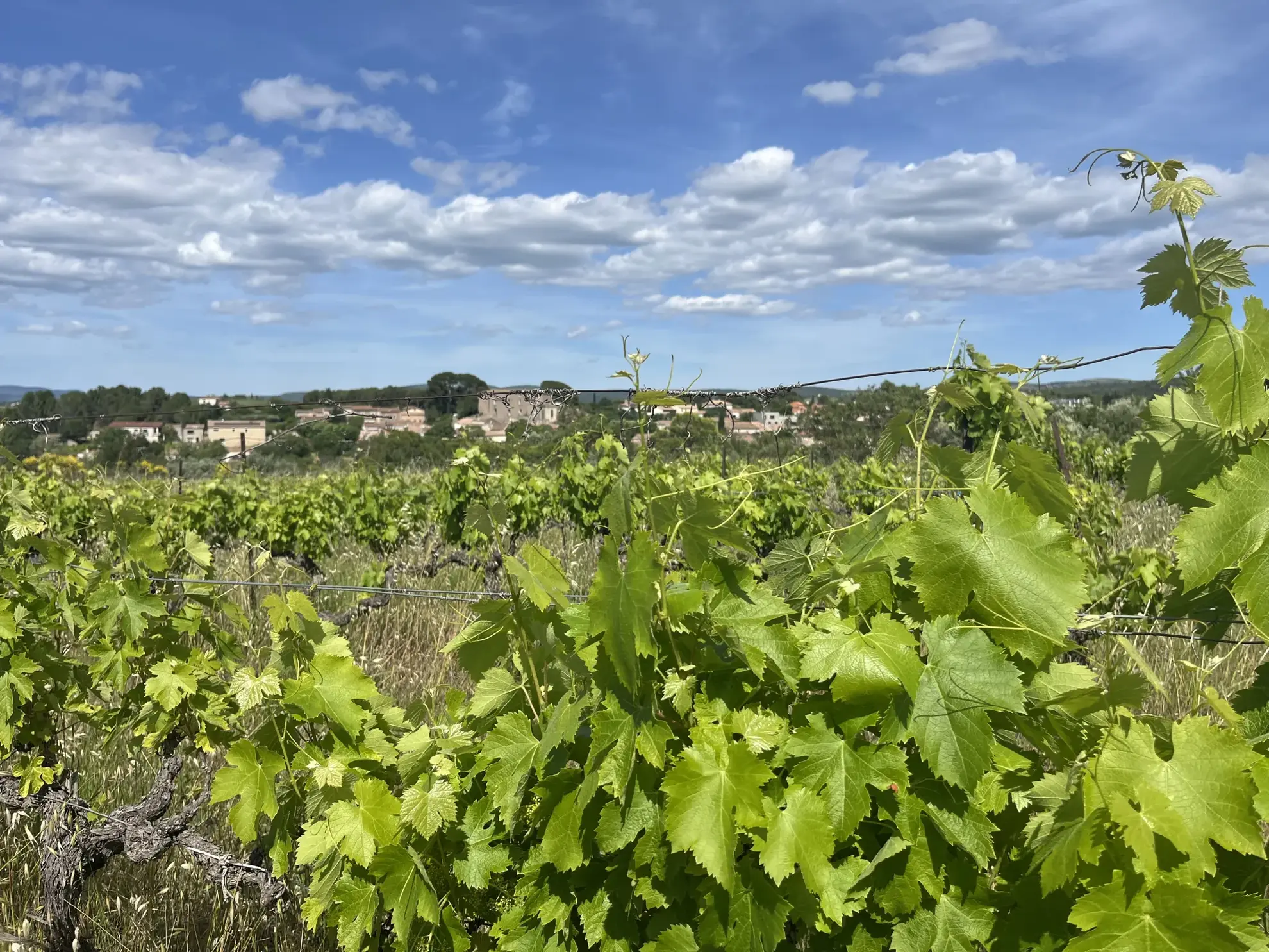 Terrain agricole avec vignoble à Gignac, vue dégagée, 2000 m² 