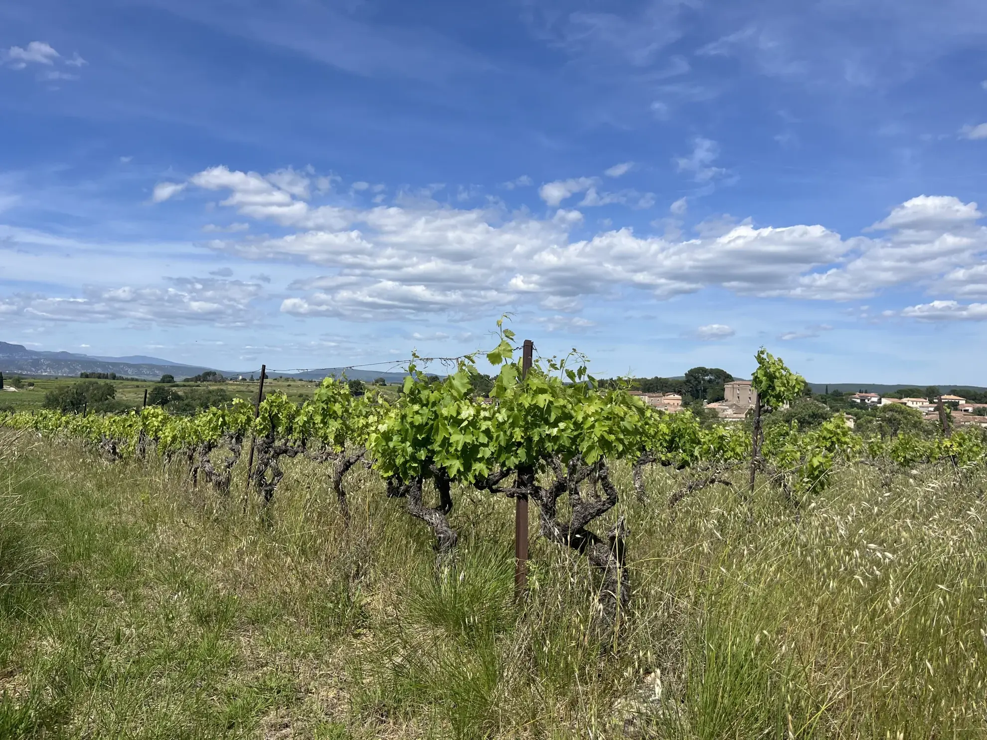 Terrain agricole avec vignoble à Gignac, vue dégagée, 2000 m² 