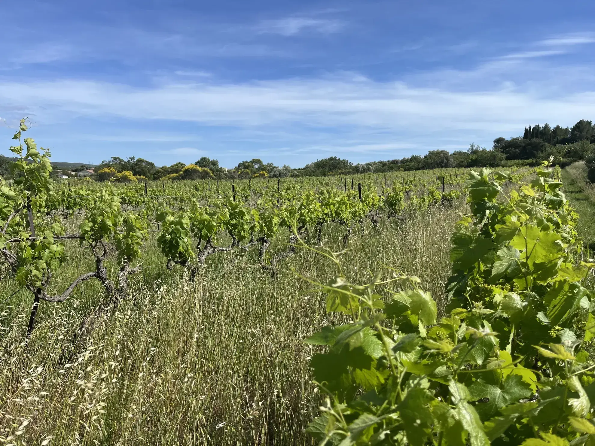 Terrain agricole avec vignoble à Gignac, vue dégagée, 2000 m² 