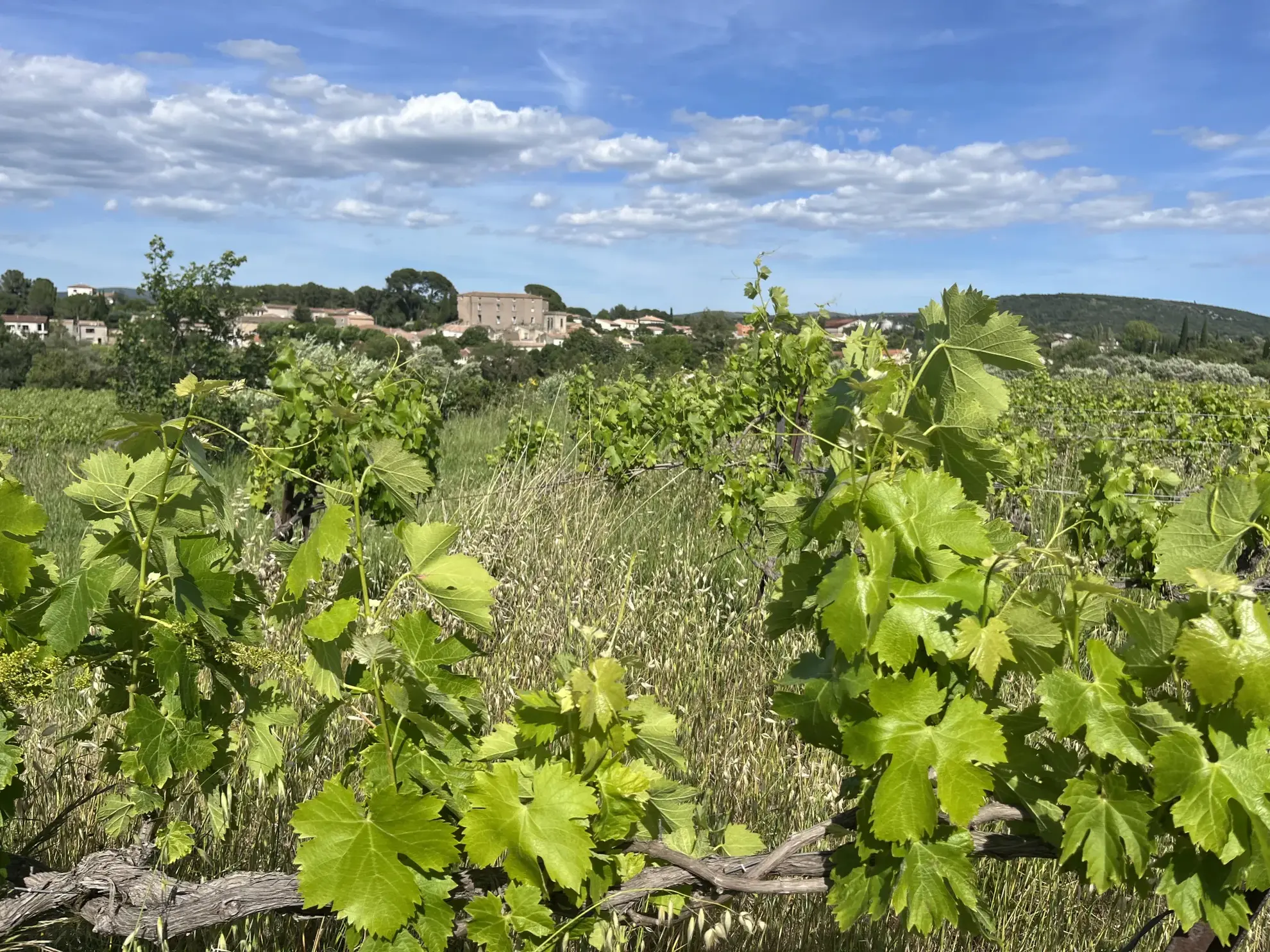 Terrain agricole avec vignoble à Gignac, vue dégagée, 2000 m² 
