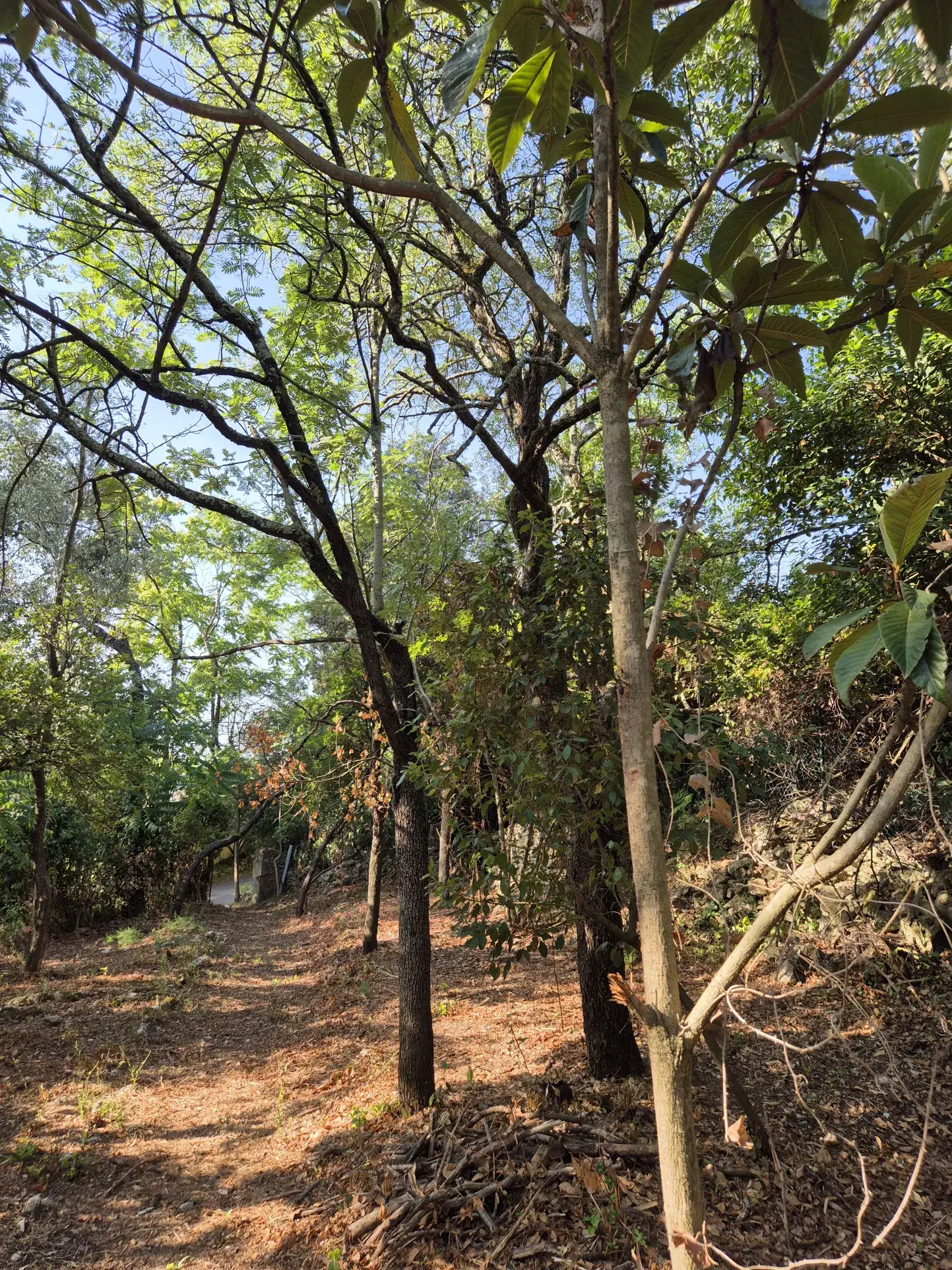 A vendre mazet à rénover de 25 m² à Nîmes, terrain arboré de 982 m² 