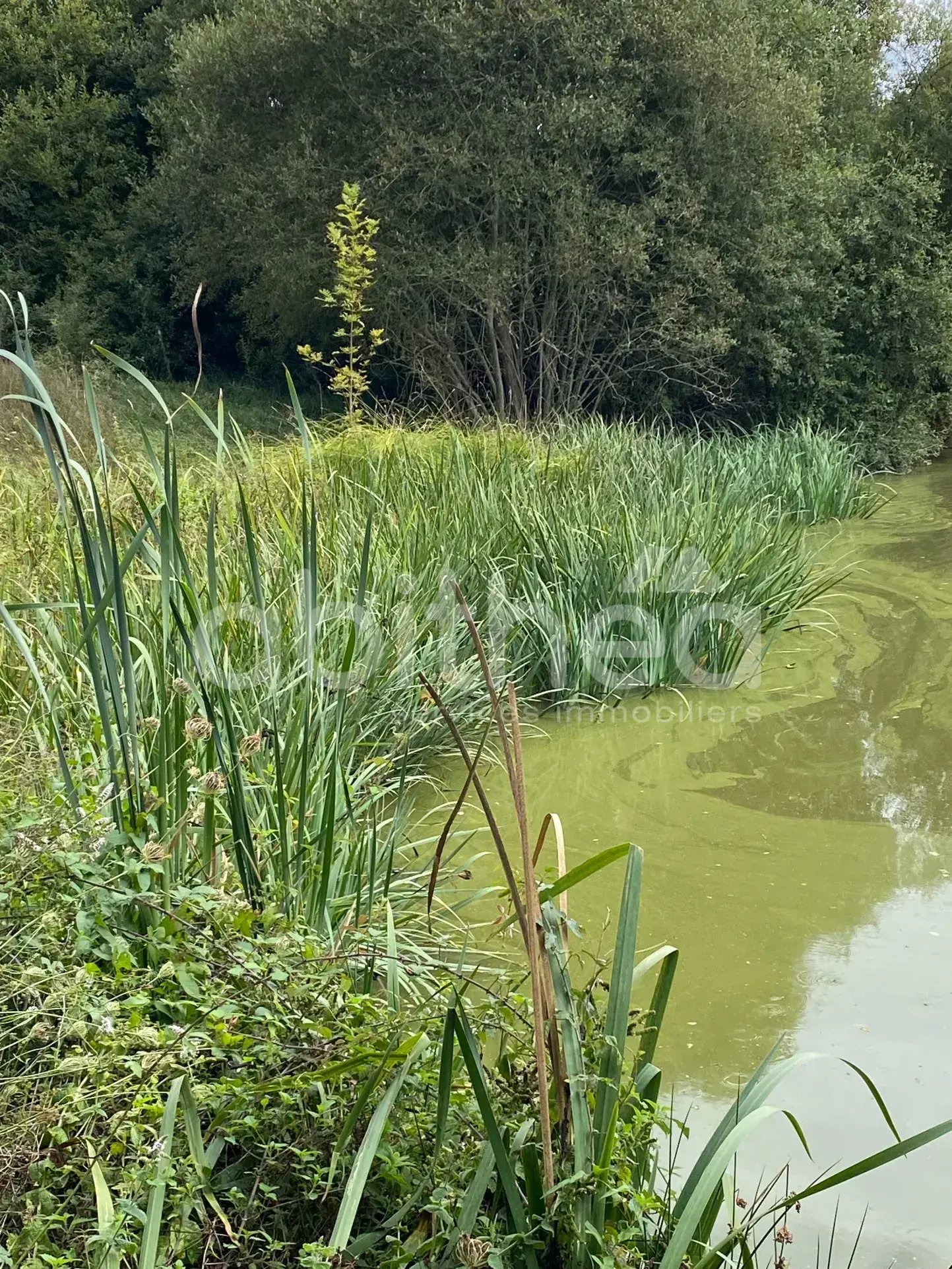 Terrain de loisirs avec deux étangs à Chabrac (16150) - Idéal pour la pêche et la détente 