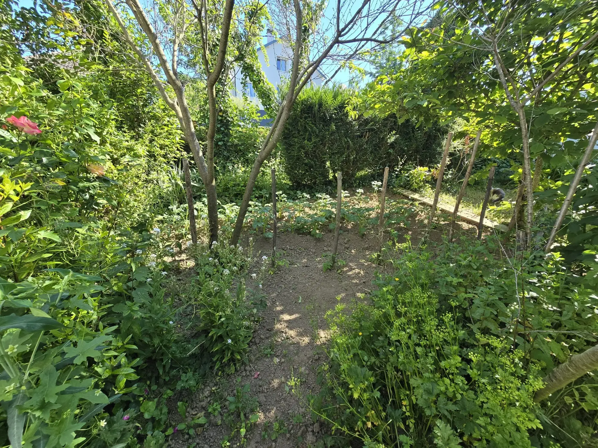 Maison à rénover de 85 m² à Panazol avec grand terrain de 1000 m² 