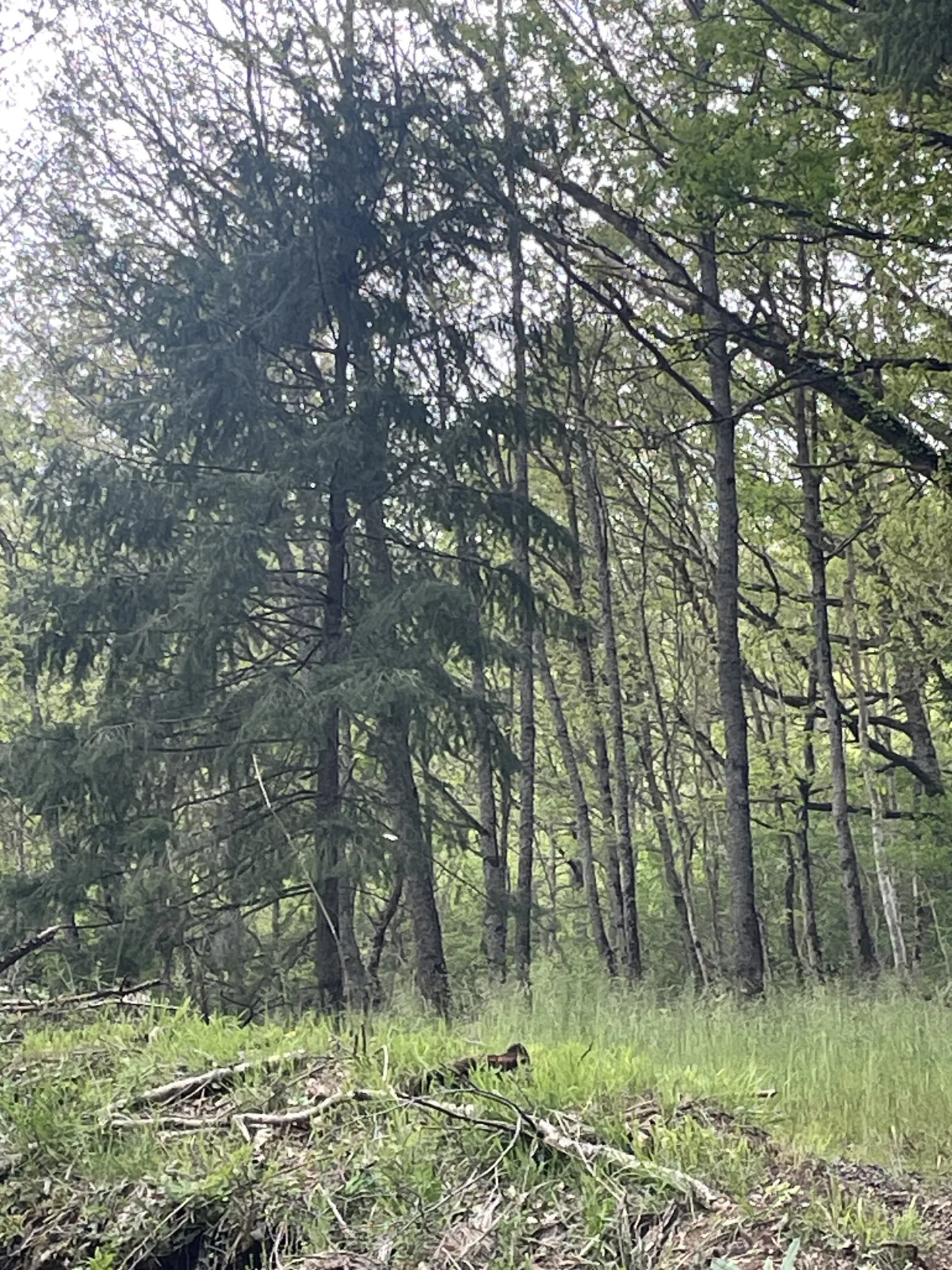 Terrain constructible boisé de 2076 m² à Saint Beauzely - Vue dégagée 