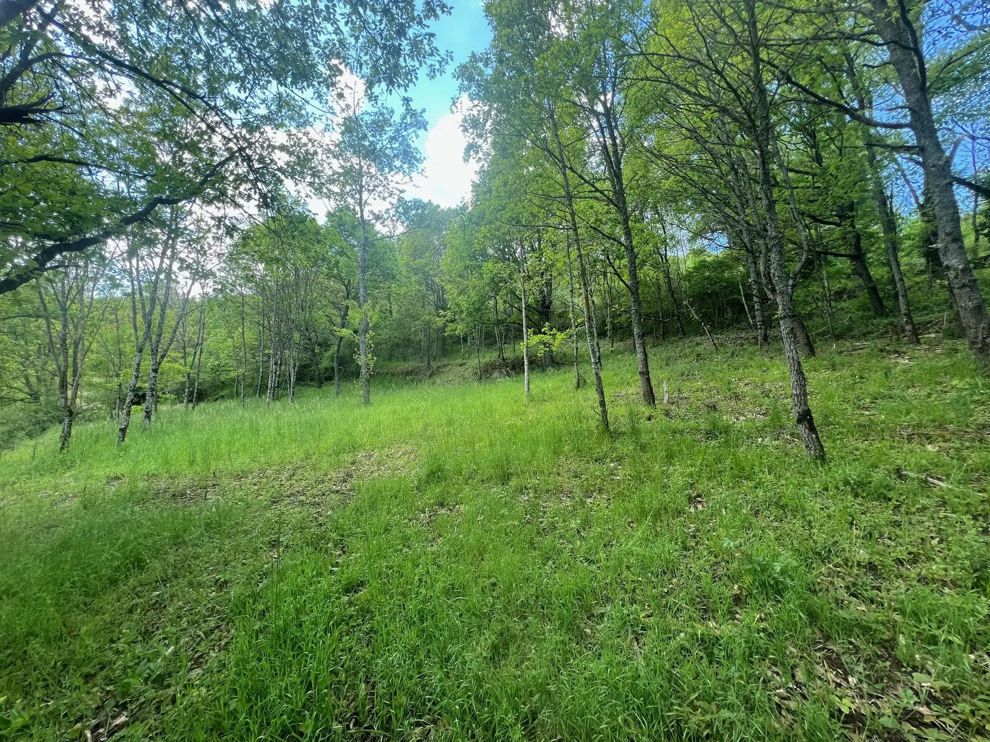 Terrain constructible boisé de 2076 m² à Saint Beauzely - Vue dégagée 
