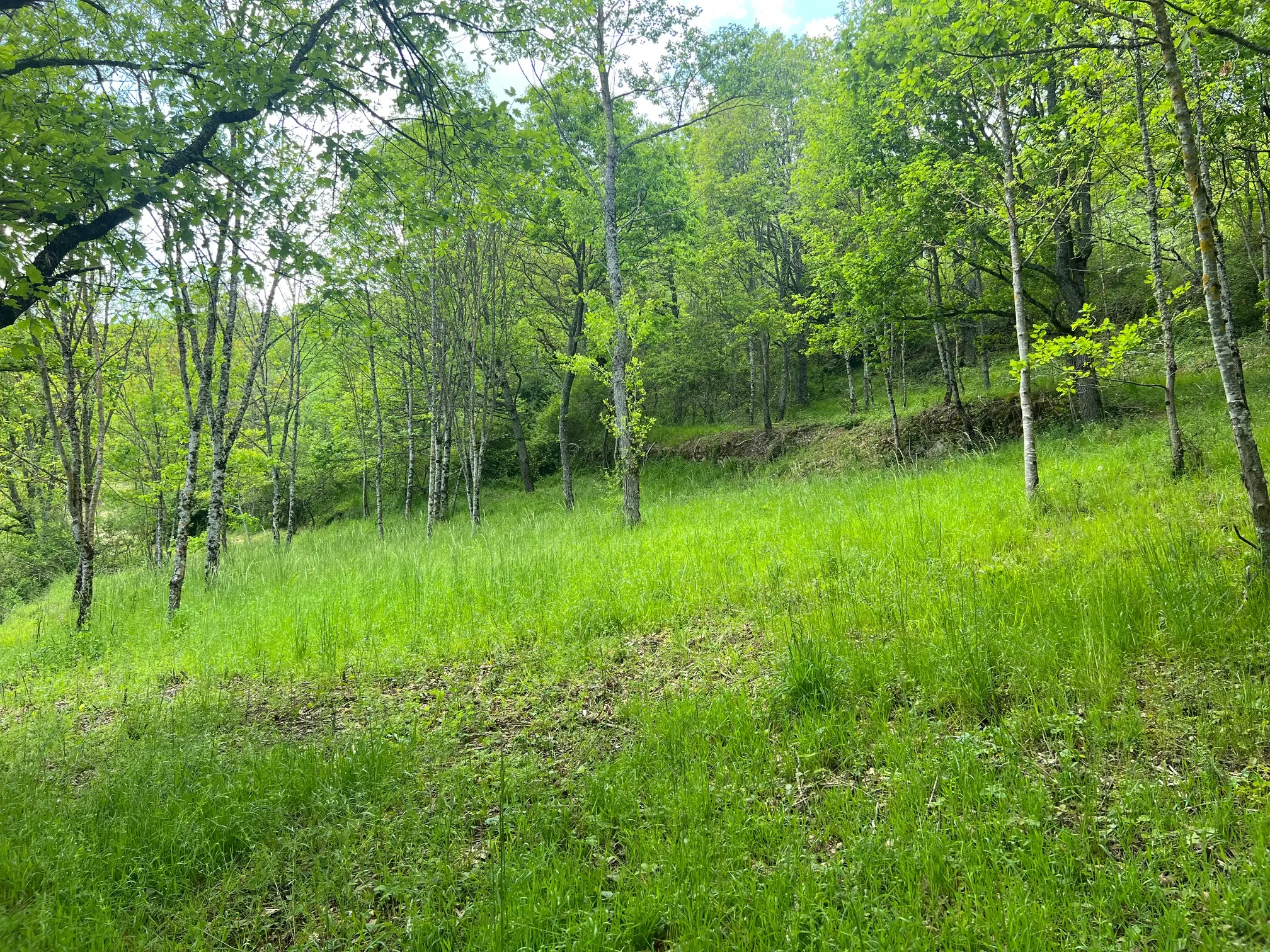 Terrain constructible boisé de 2076 m² à Saint Beauzely - Vue dégagée 