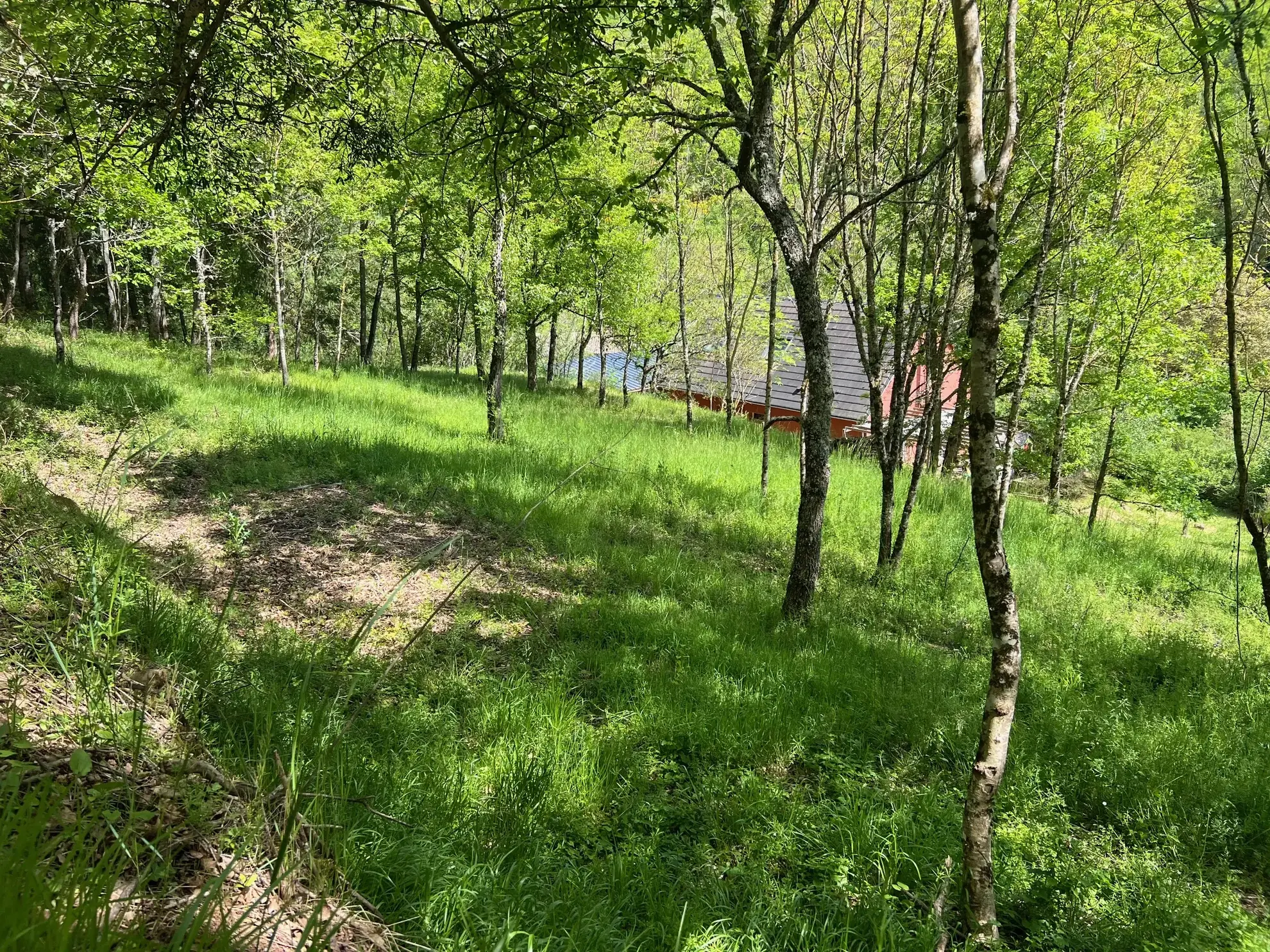 Terrain constructible boisé de 2076 m² à Saint Beauzely - Vue dégagée