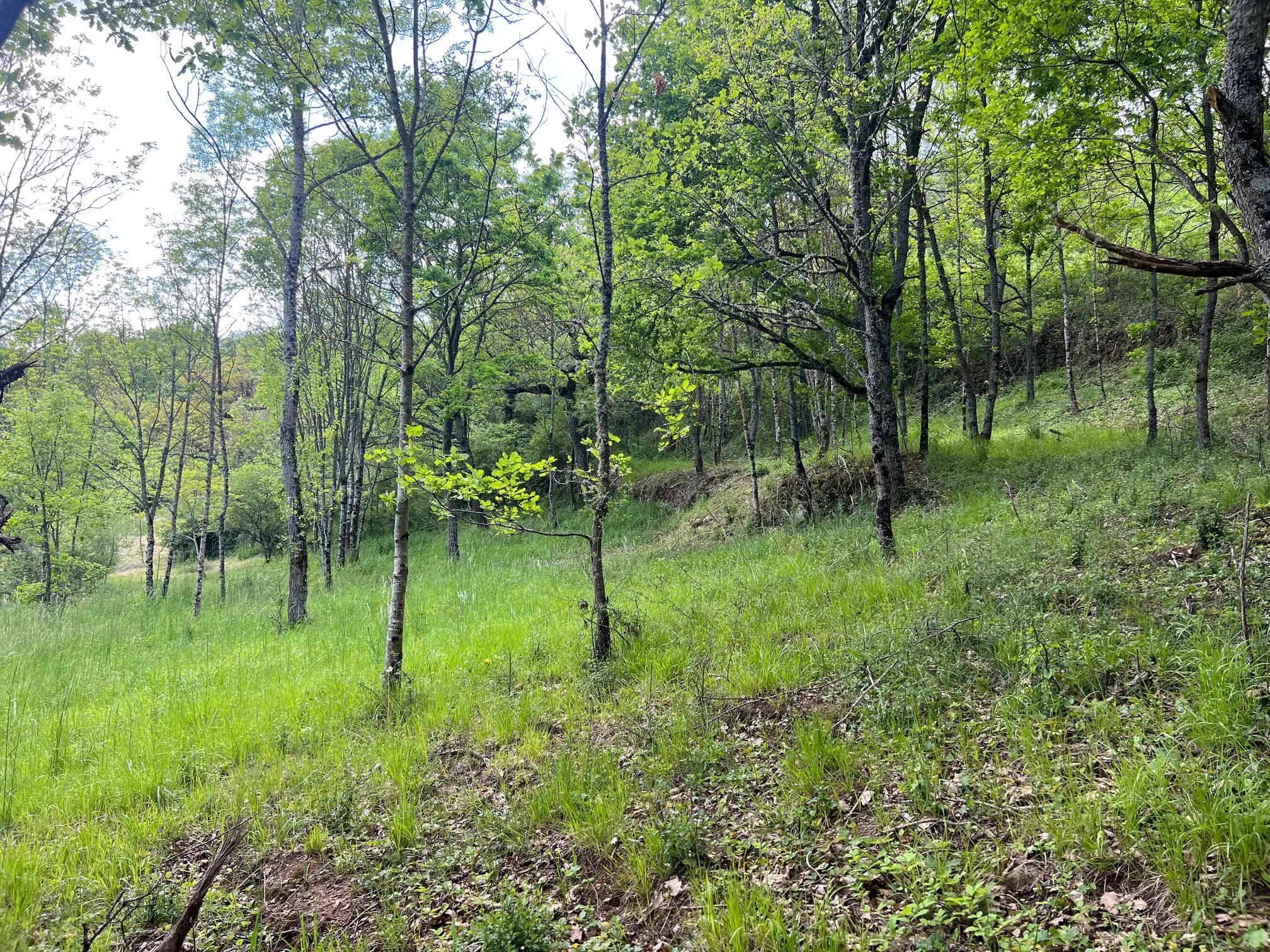 Terrain constructible boisé de 2076 m² à Saint Beauzely - Vue dégagée 