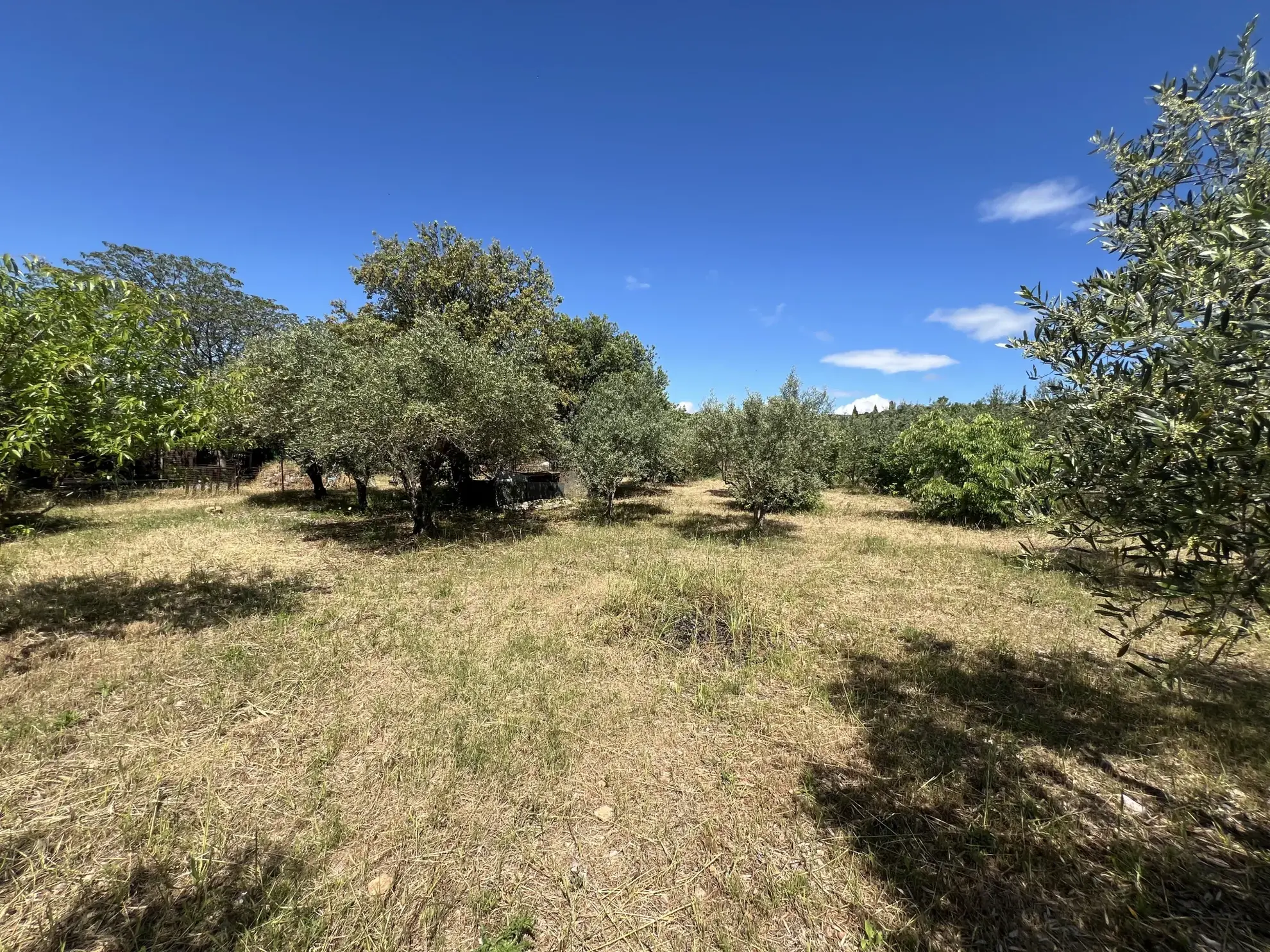 Terrain de loisir avec oliviers à Saint Jean de Fos - Vue montagne 