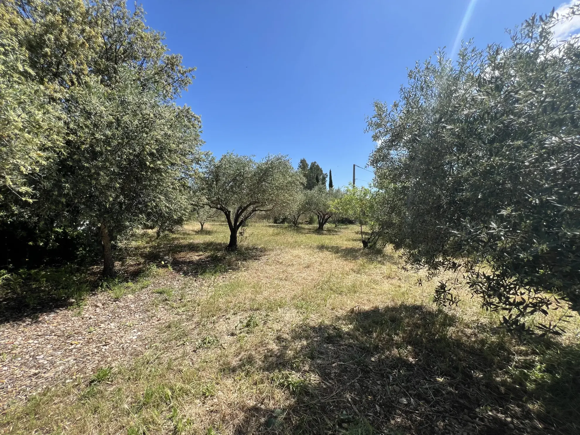 Terrain de loisir avec oliviers à Saint Jean de Fos - Vue montagne 