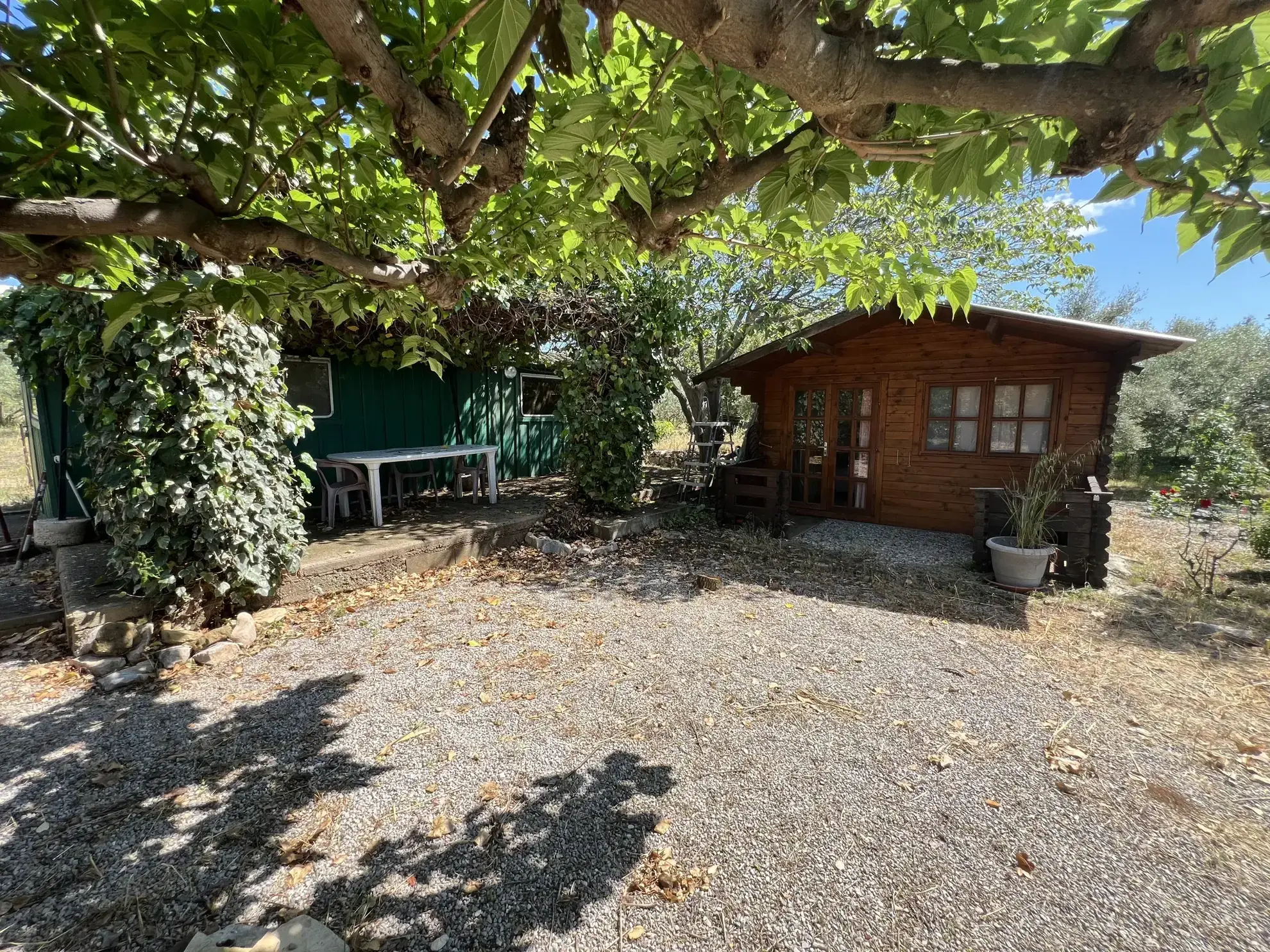 Terrain de loisir avec oliviers à vendre à Saint Jean de Fos - Vue montagne 