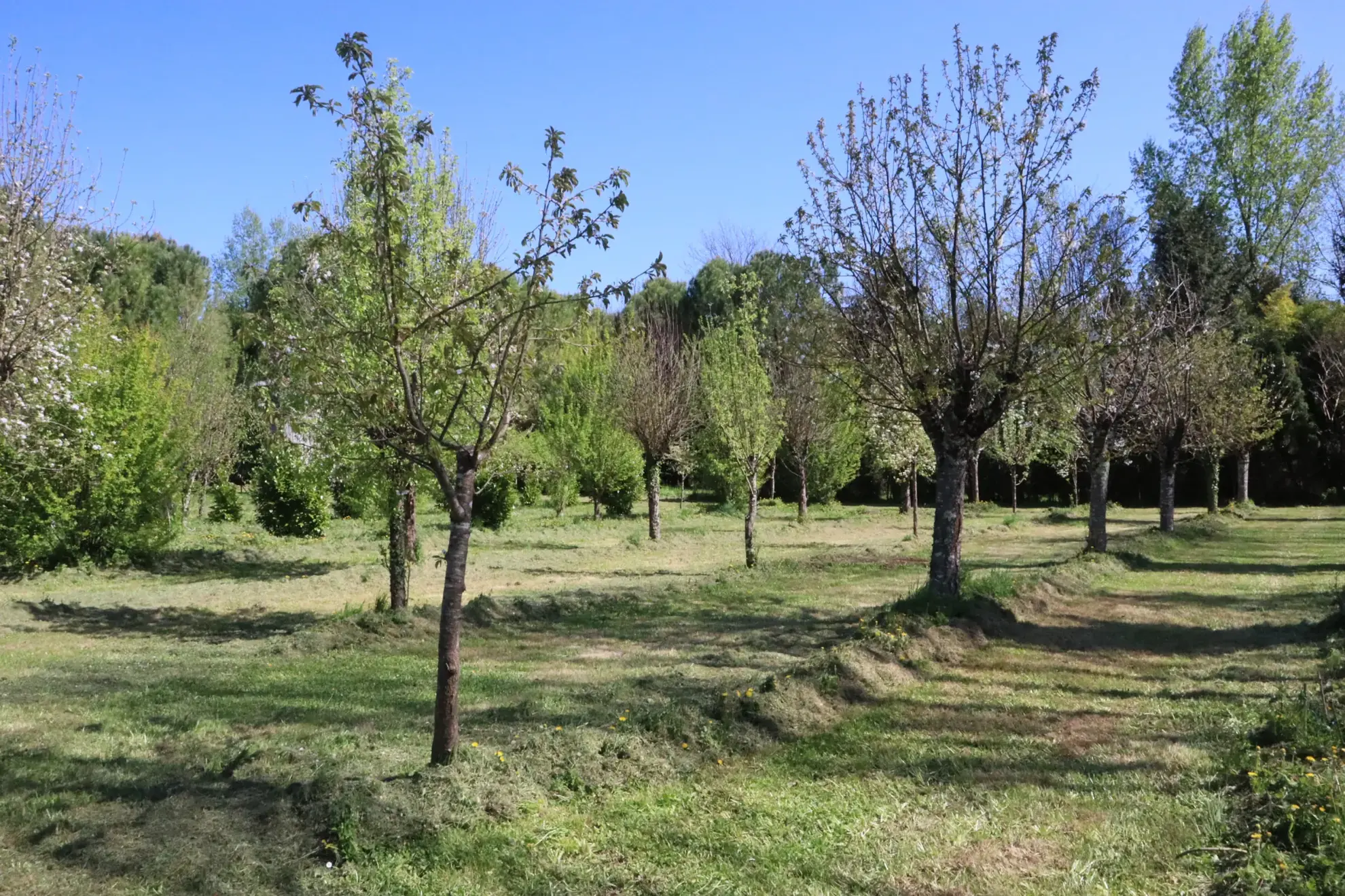 Maison avec dépendances et parc arboré à Cherves Richemont, pour vivre à la campagne 