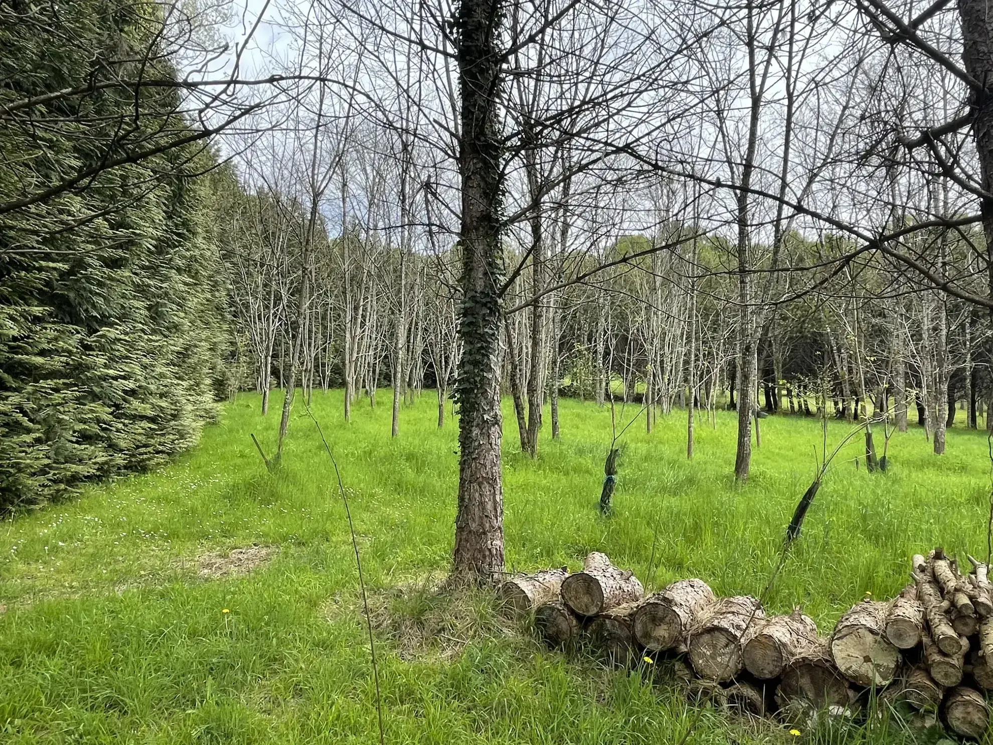 Maison avec dépendances et parc arboré à Cherves Richemont, pour vivre à la campagne 